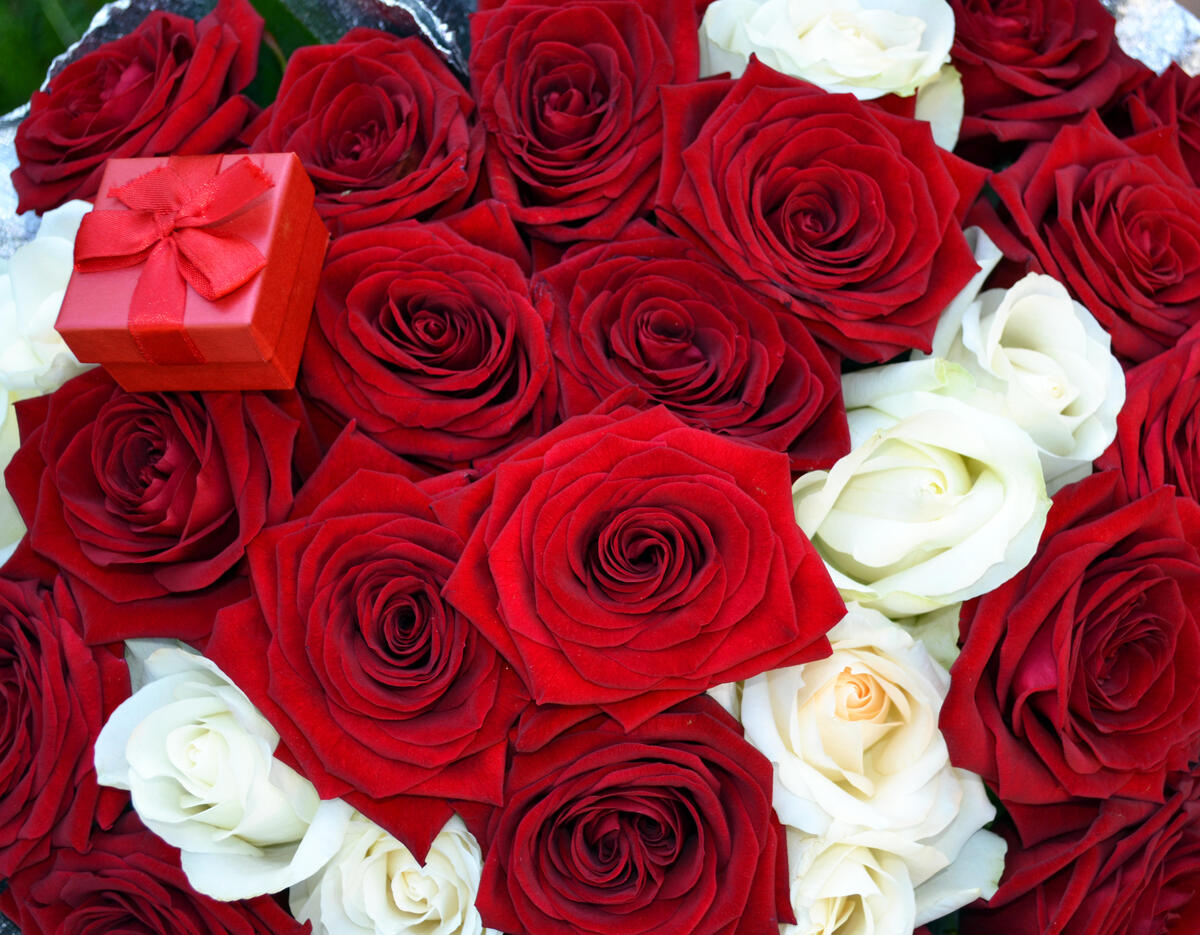 Картинки розы. Гулар манзараси. Цветы розы. Букет красных роз. Красивые красные розы.
