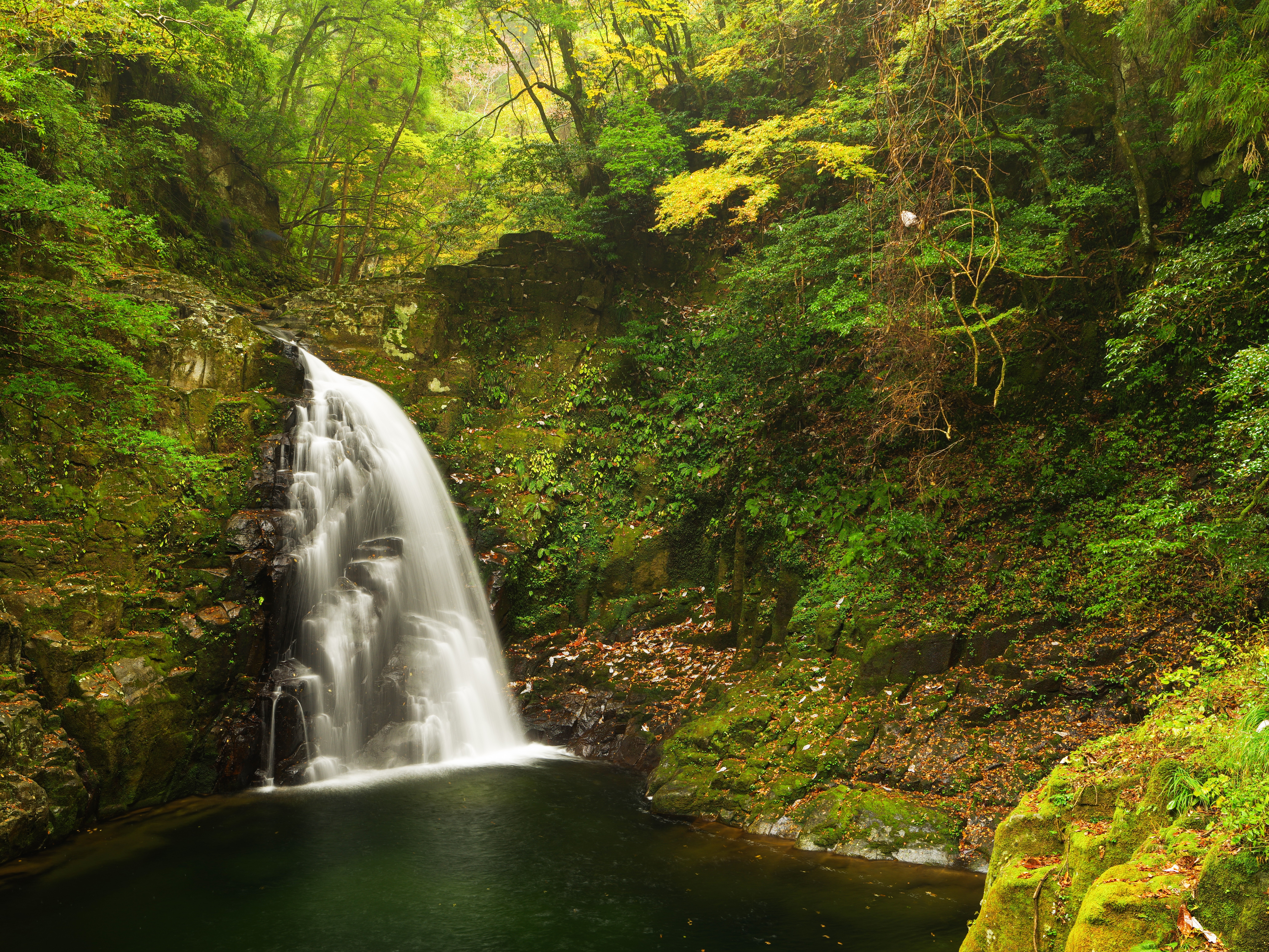 Wallpapers waterfall green leaves nature on the desktop