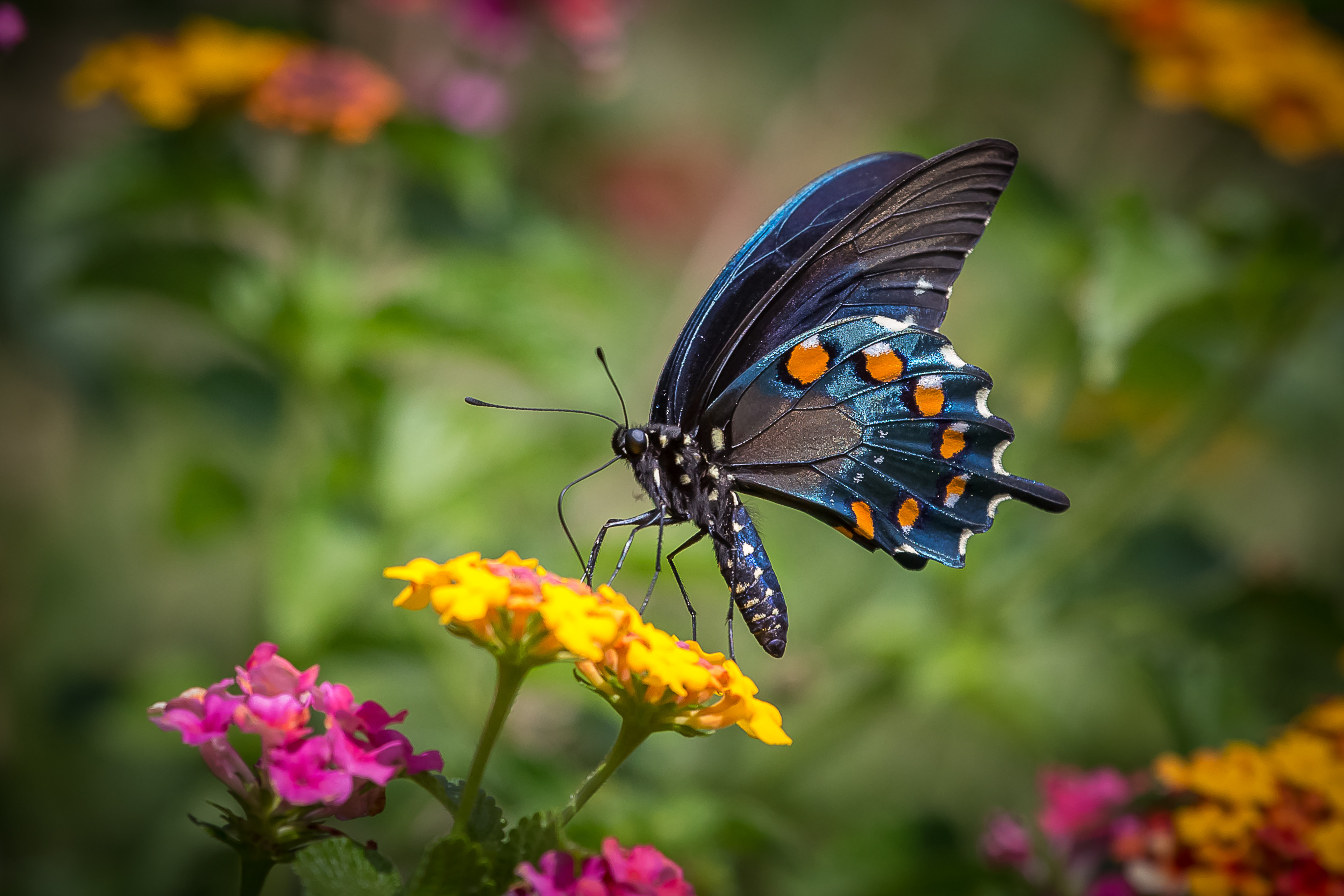 Фото бесплатно бабочка на цветке, бабочка, маленькие цветы