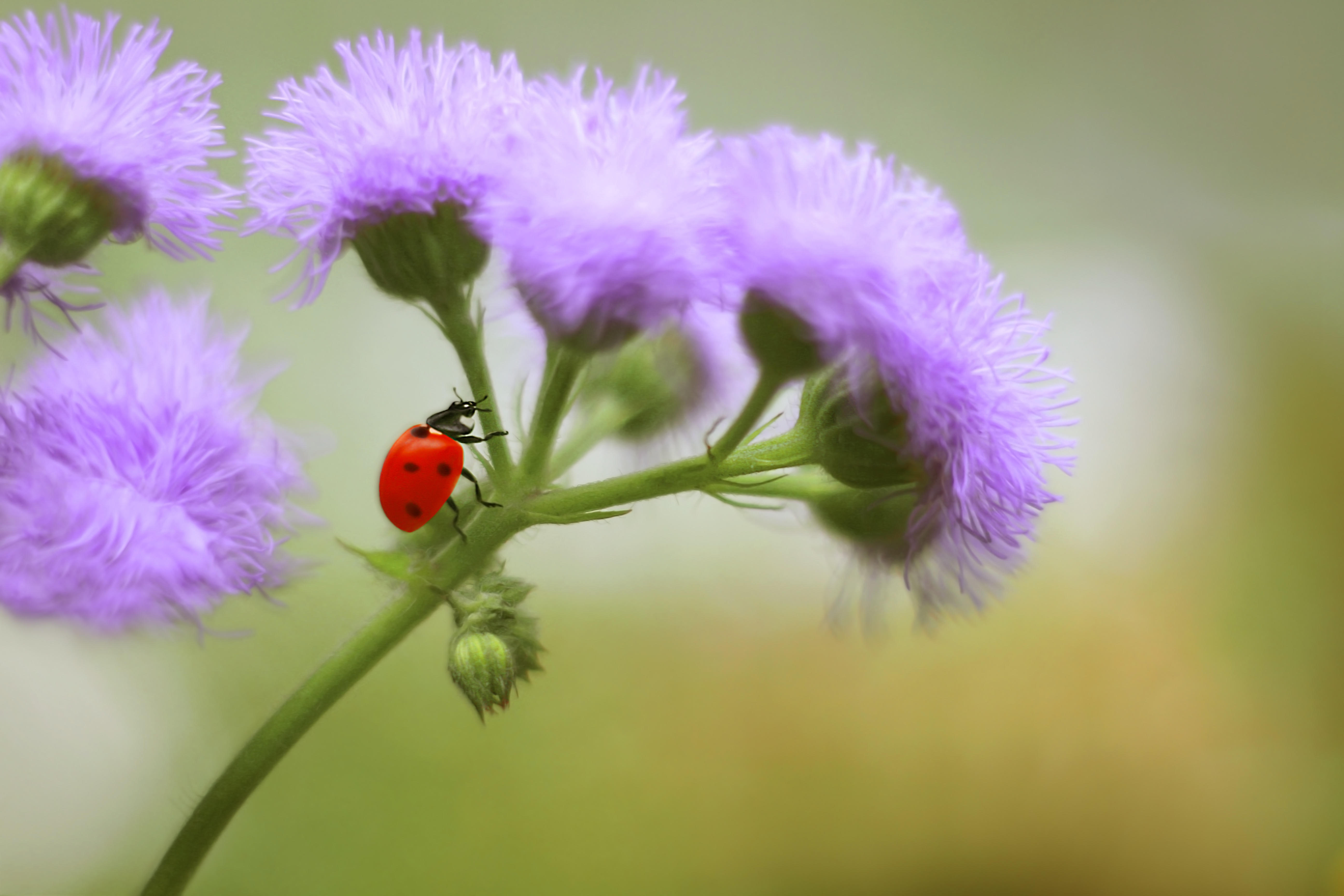 Фото бесплатно божья коровка, фиолетовые цветы, насекомые