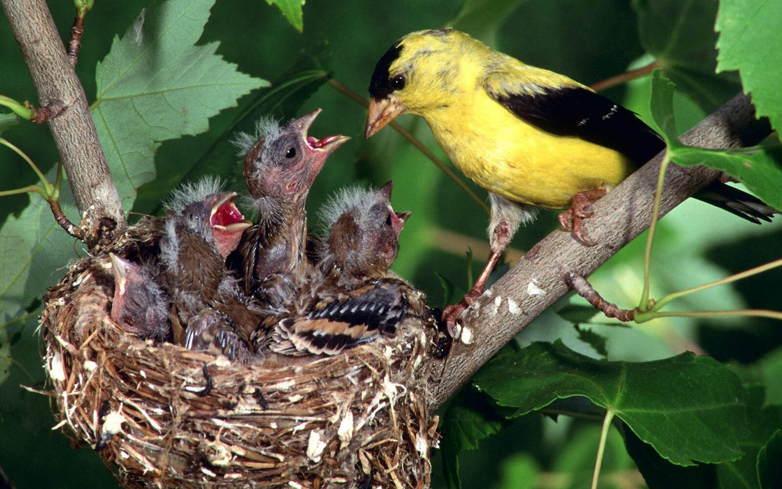 Wallpapers nest chicks cry on the desktop