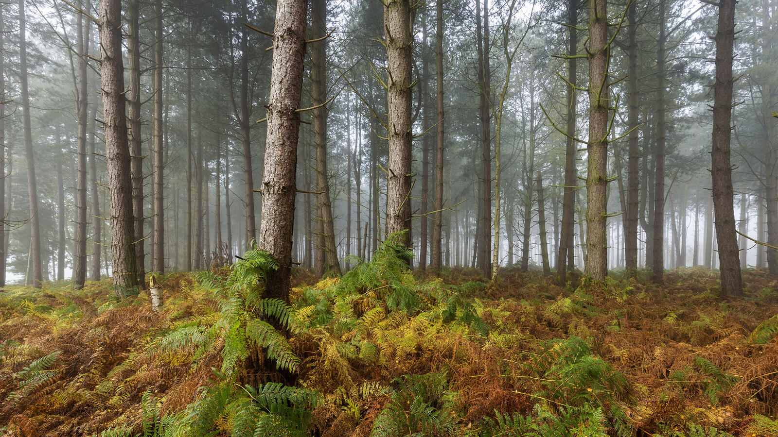 Wallpapers coniferous forest forest fog on the desktop