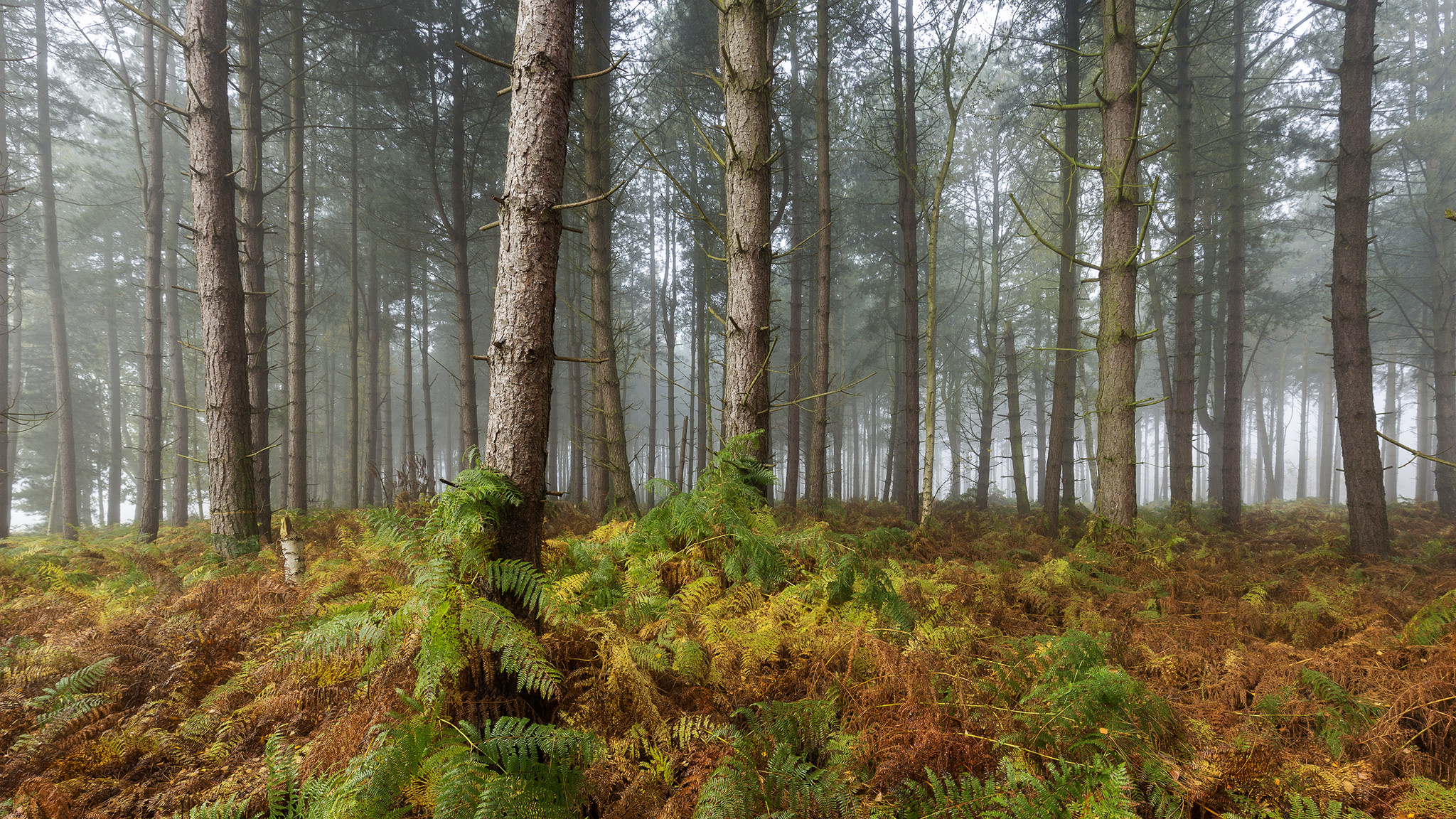 Фото бесплатно хвойный лес, лес, туман