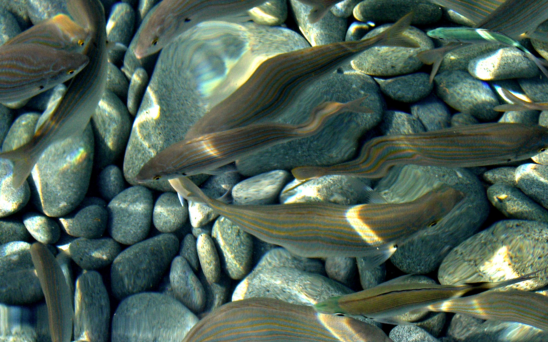 Камни вода рыбы. Речное дно. Подводные камни. Морское дно. Морское дно с камушками.