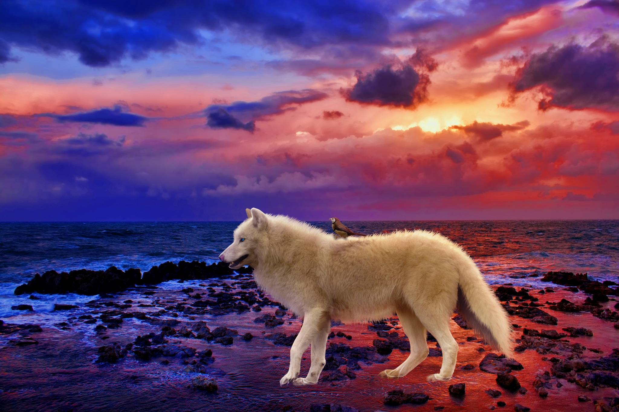 Wallpapers sunset white wolf shore on the desktop