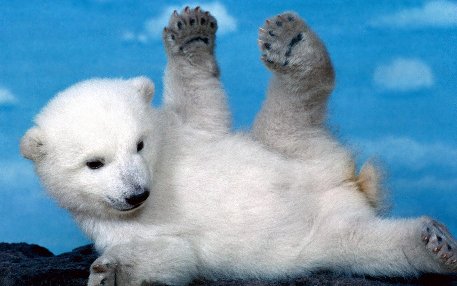 Wallpapers bear cub white polar on the desktop