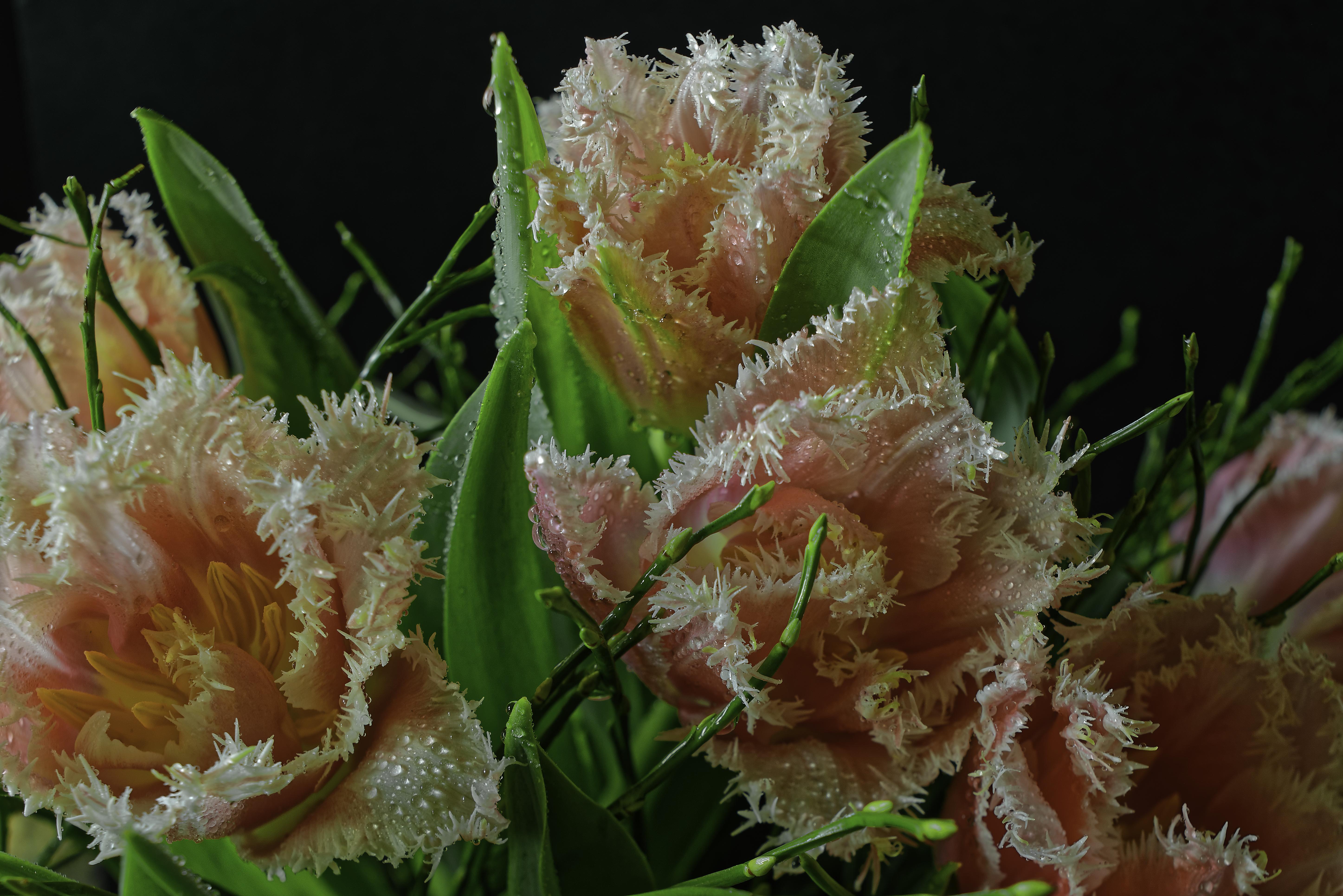 Бесплатное фото Заставка тюльпаны, флора на монитор