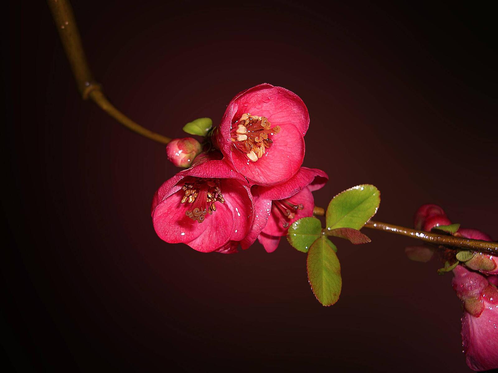 Wallpapers Cherry Blossoms Flower Macro on the desktop