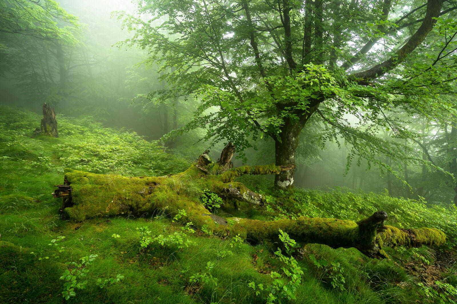 Wallpapers moss on the rocks fog nature on the desktop