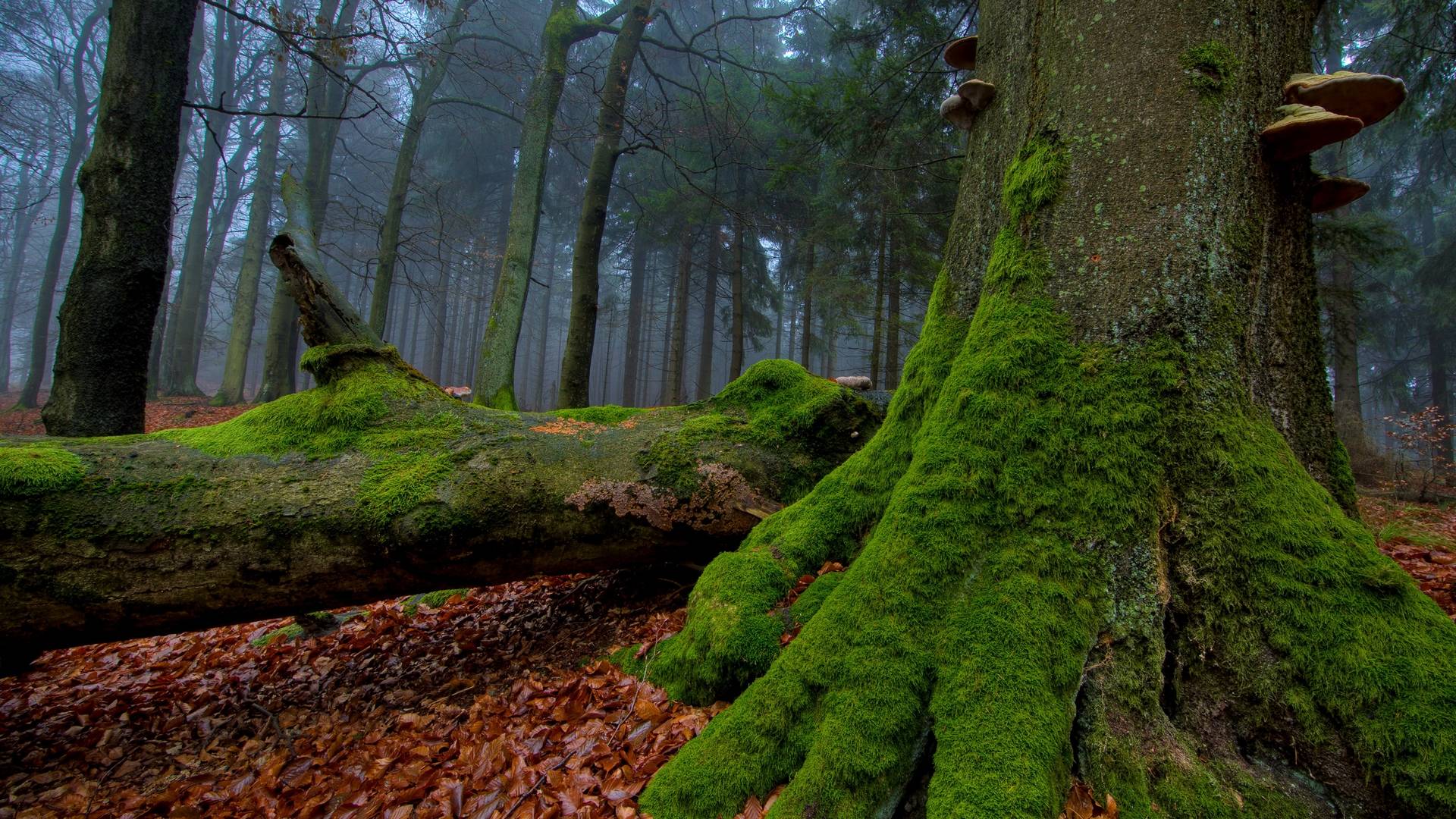 Wallpapers old tree dense forest on the desktop