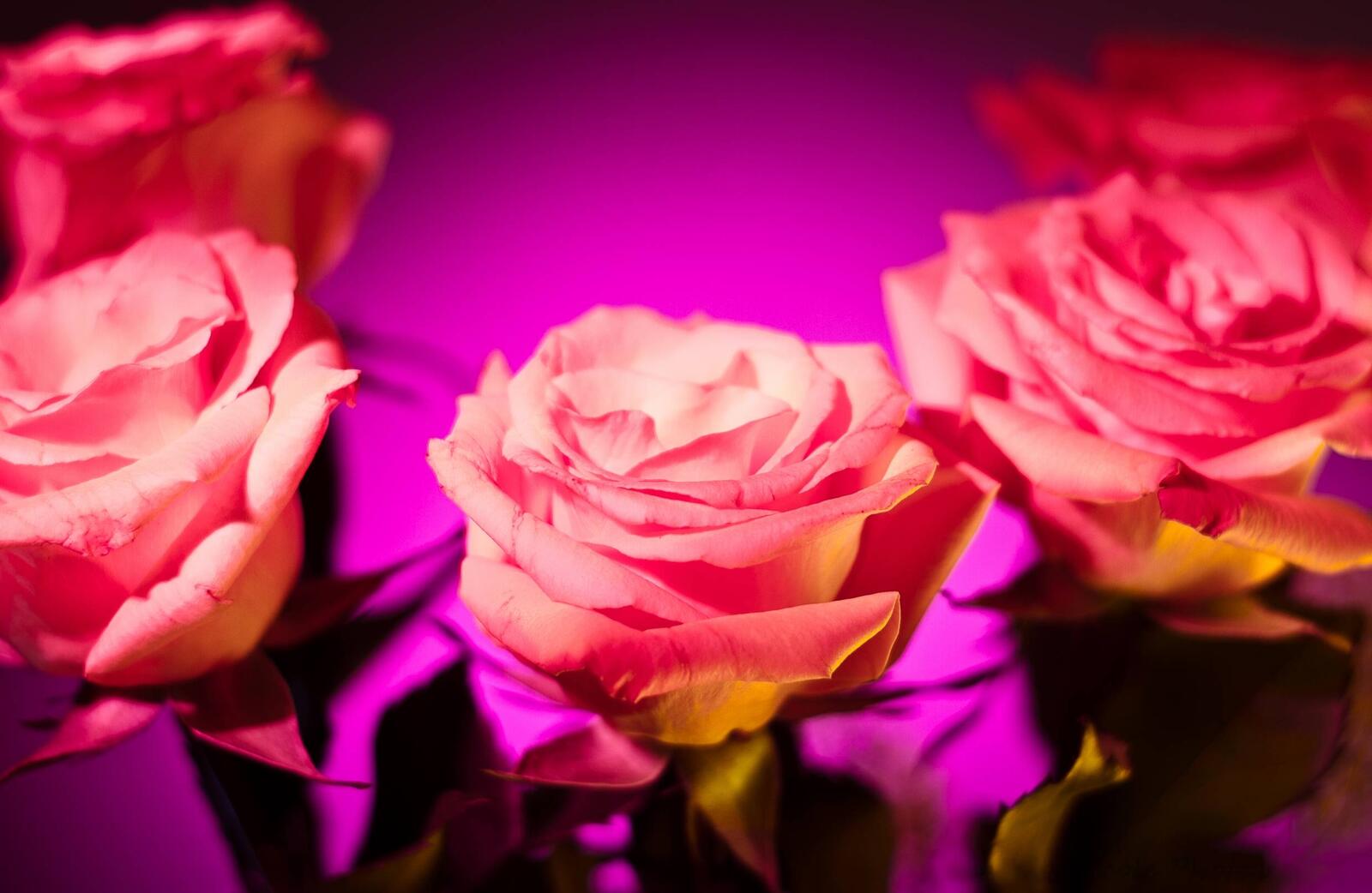 Wallpapers flower flowers pink roses on the desktop