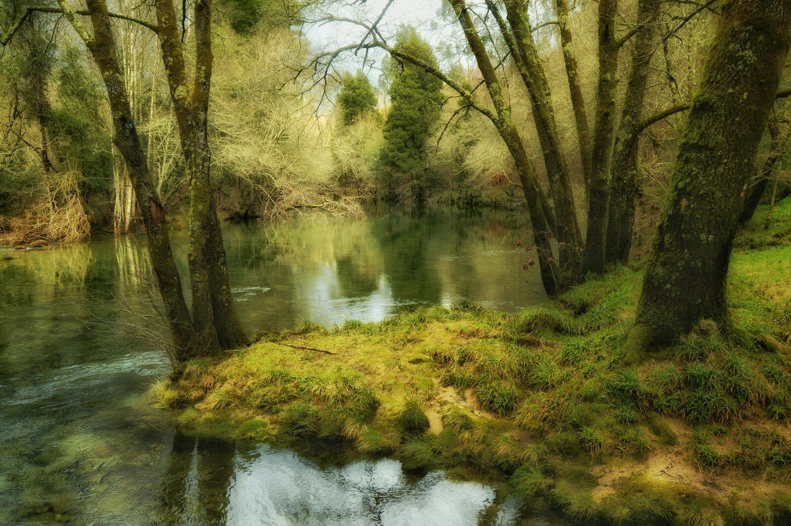 Wallpapers trees Galicia river on the desktop