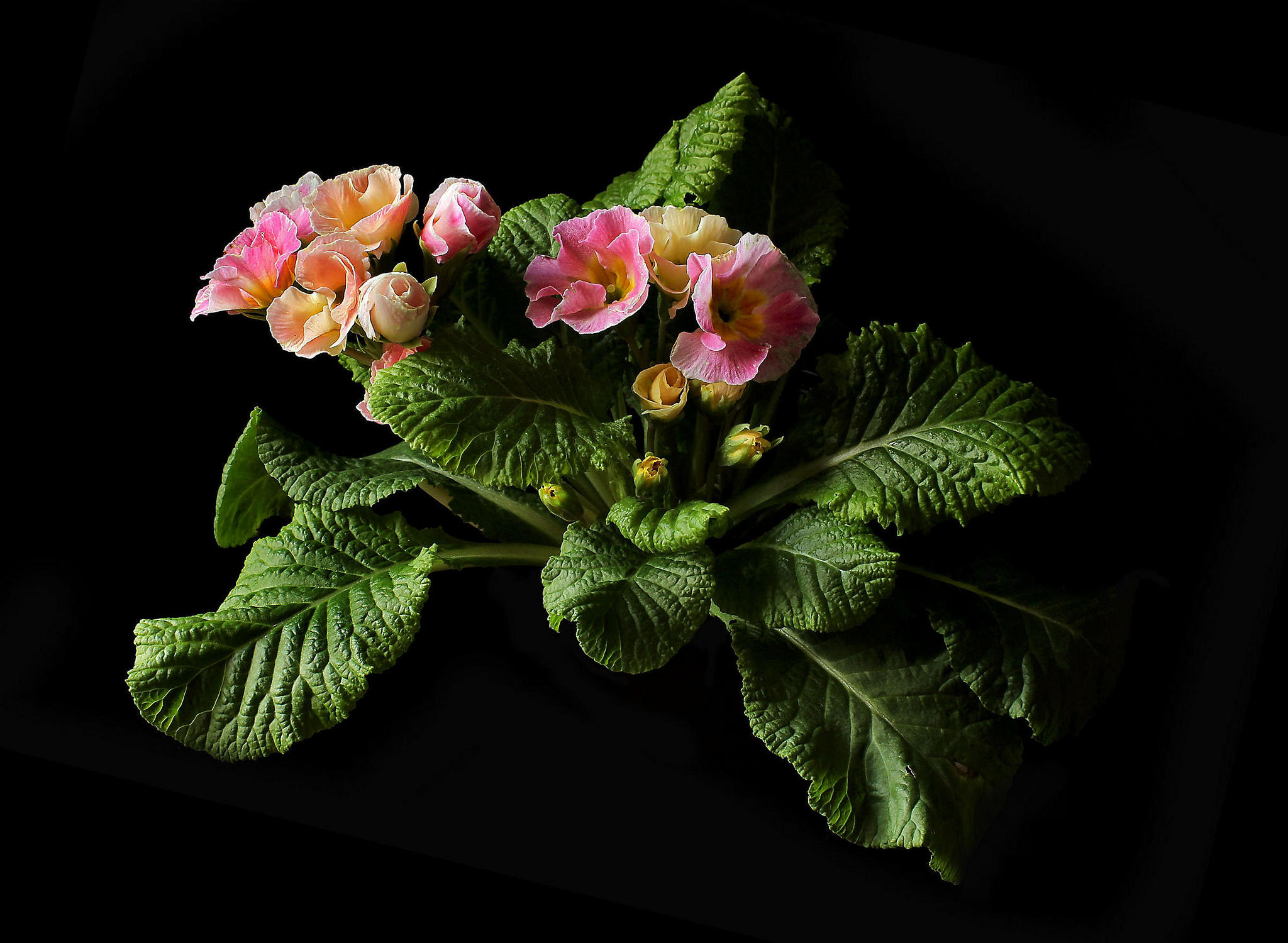 Обои примула цветок флора на рабочий стол