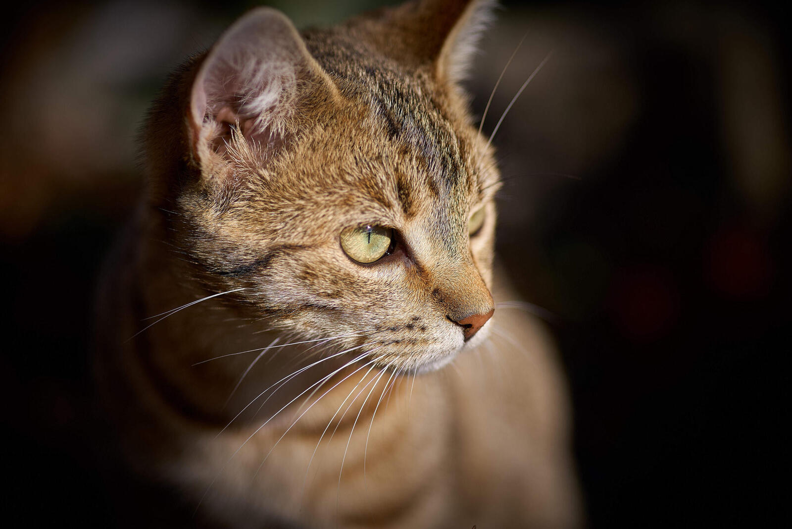 Wallpapers cats sight domestic cat on the desktop