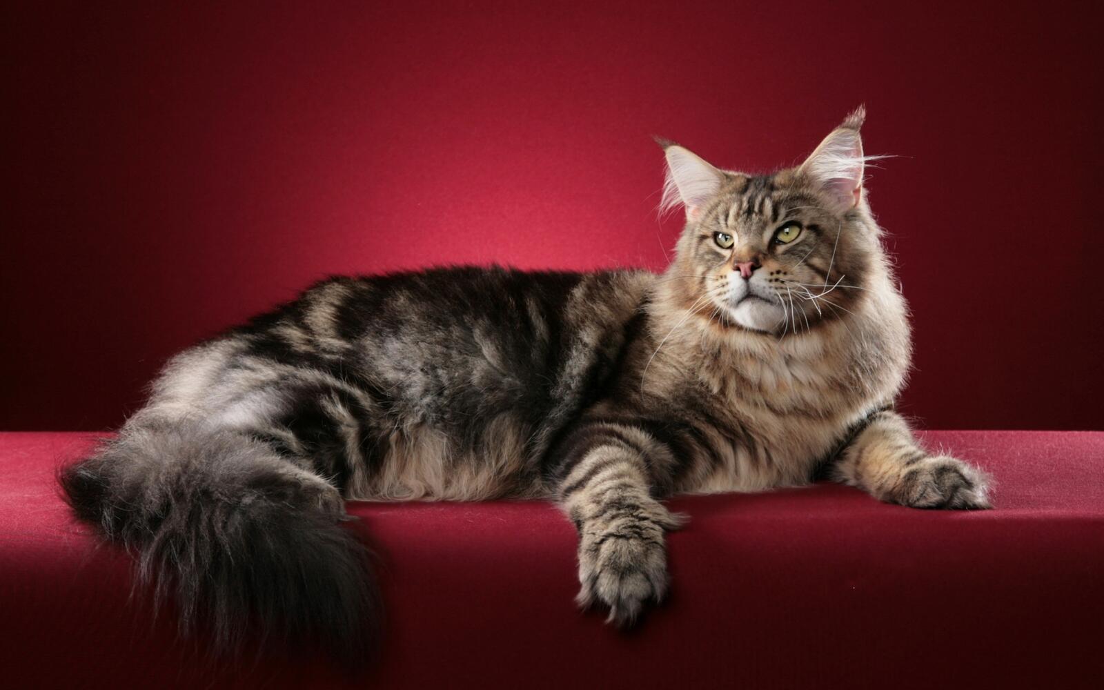 Wallpapers maine coon muzzle paws on the desktop