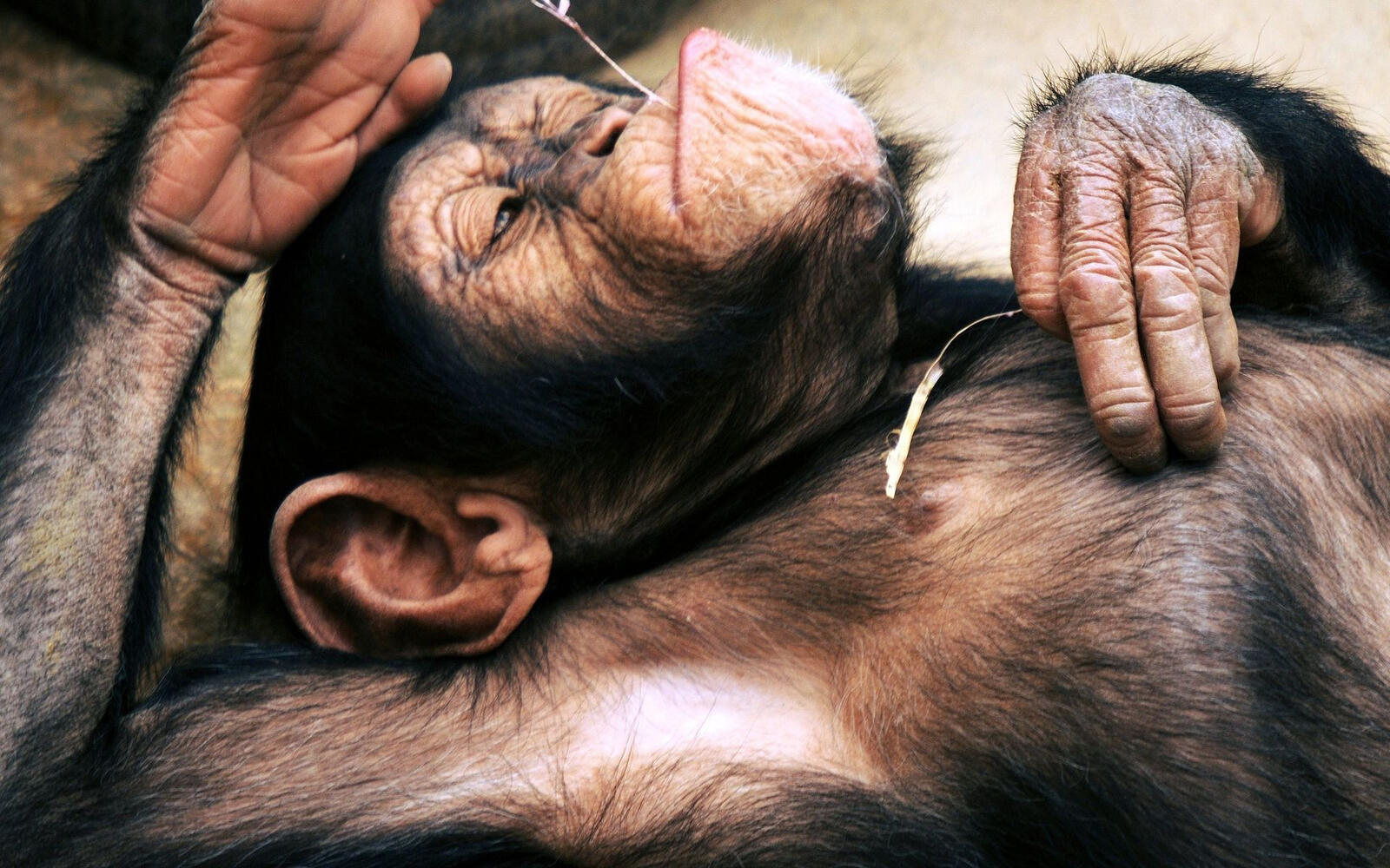 Wallpapers hands chimpanzee ears on the desktop