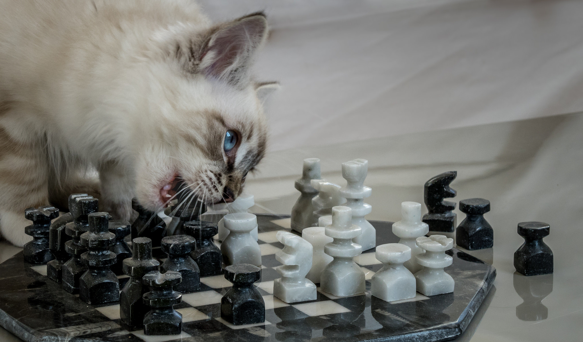 Wallpapers cat kitten chess on the desktop