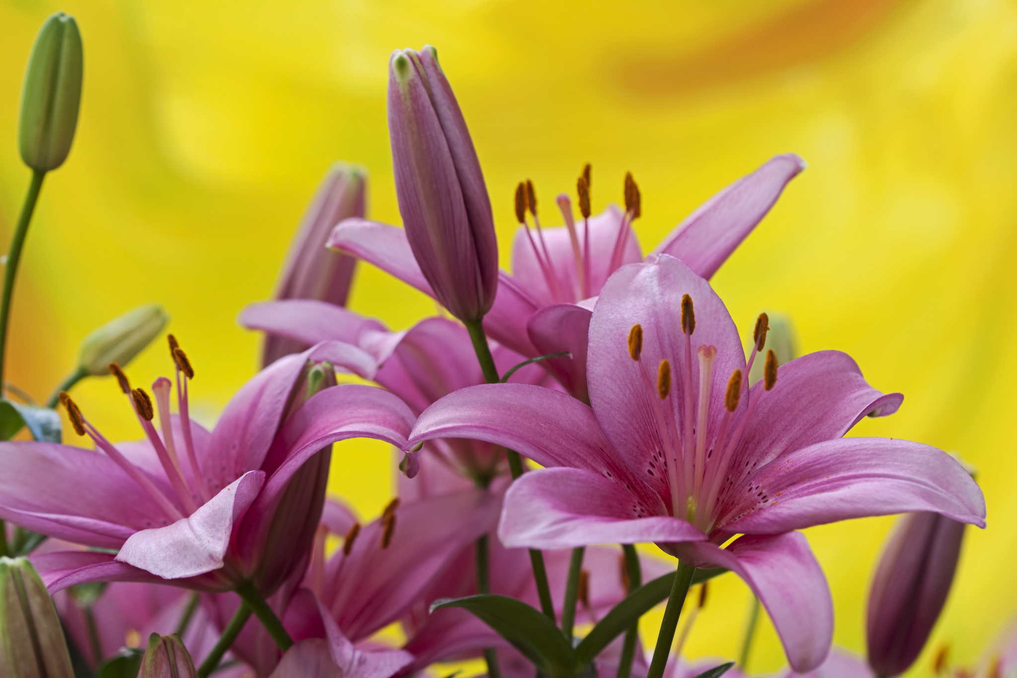 Photo free lilyt, pink flowers, pink lilies