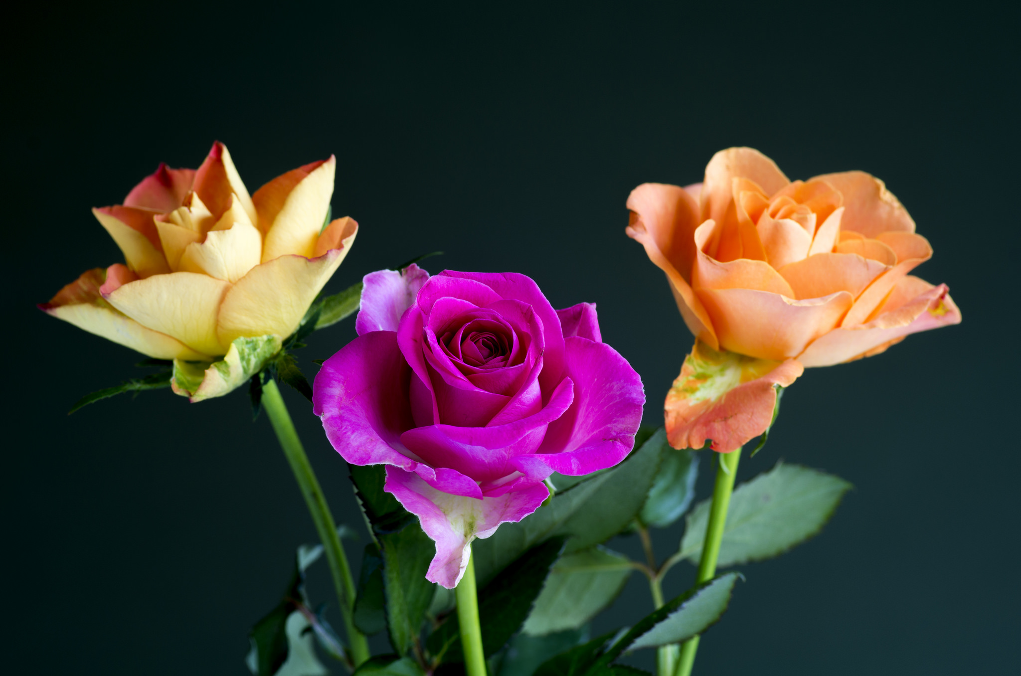 桌面上的壁纸三朵玫瑰 粉红玫瑰 黄玫瑰