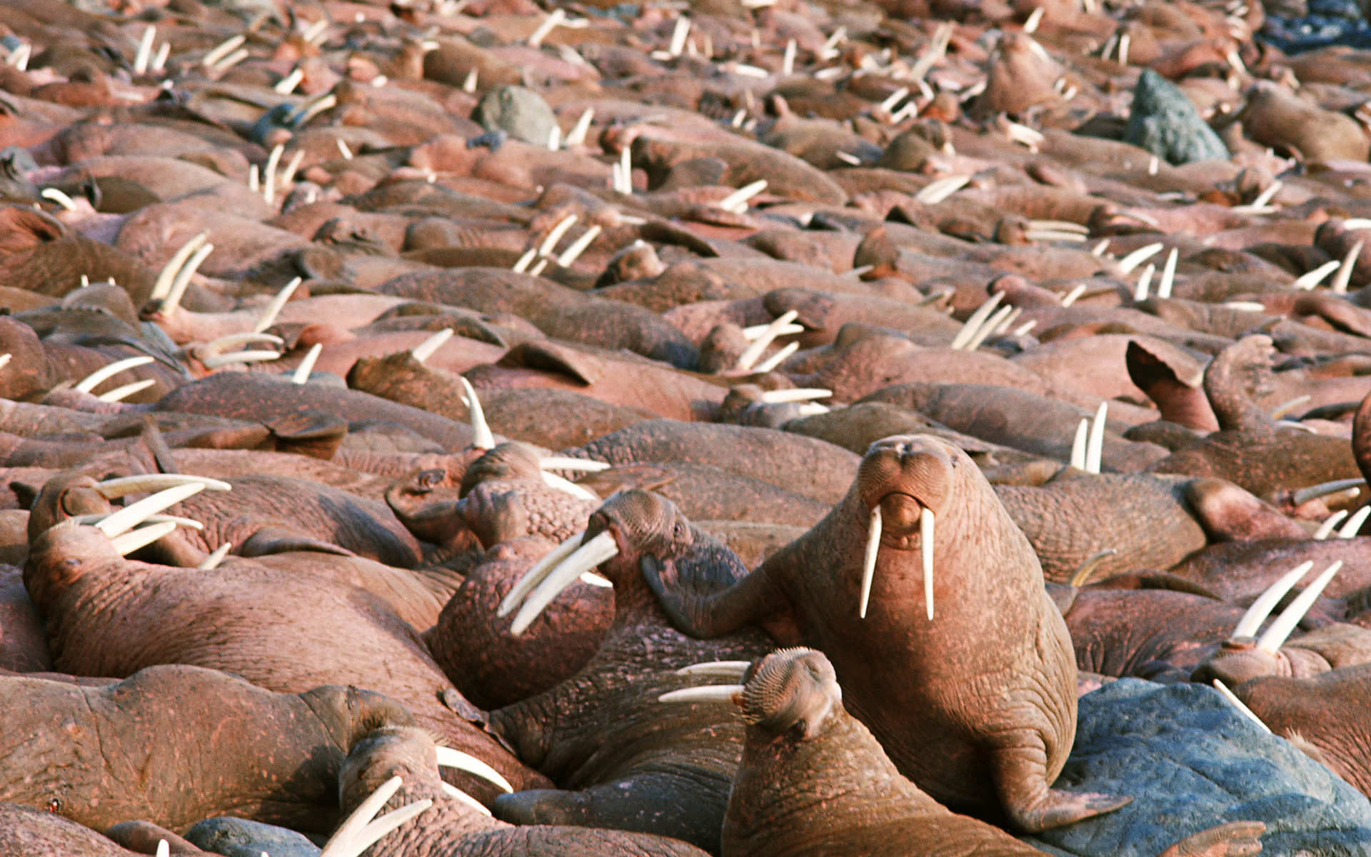Wallpapers shore rookery walruses on the desktop