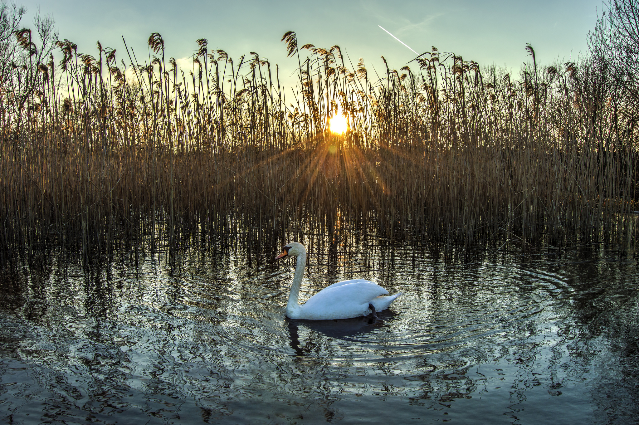 Озеро Увильды птицы водоплавающие