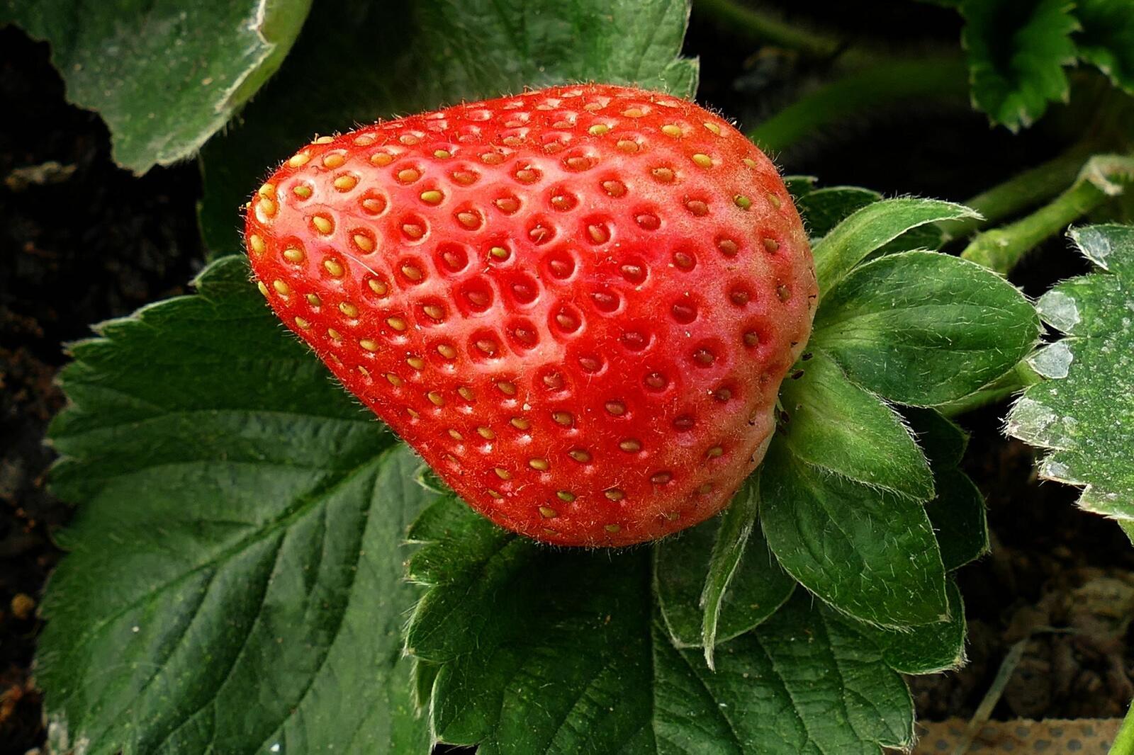 桌面上的壁纸莓果 草莓 红莓