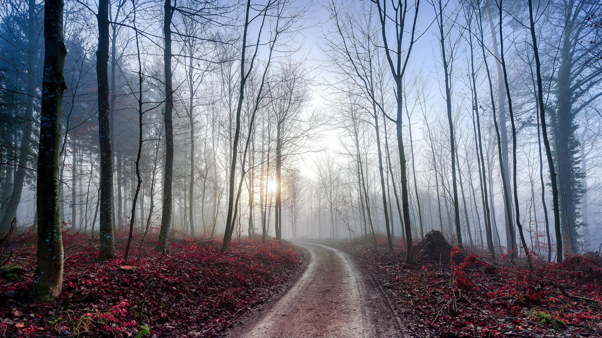 Дорога, туман, лес без смс