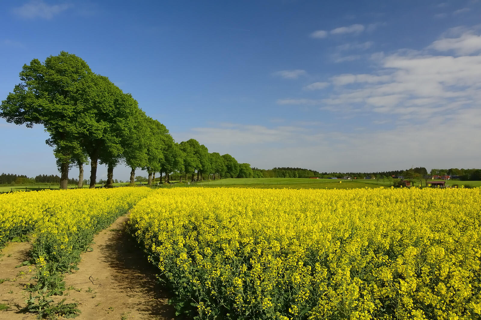Wallpapers trees yellow field landscapes on the desktop
