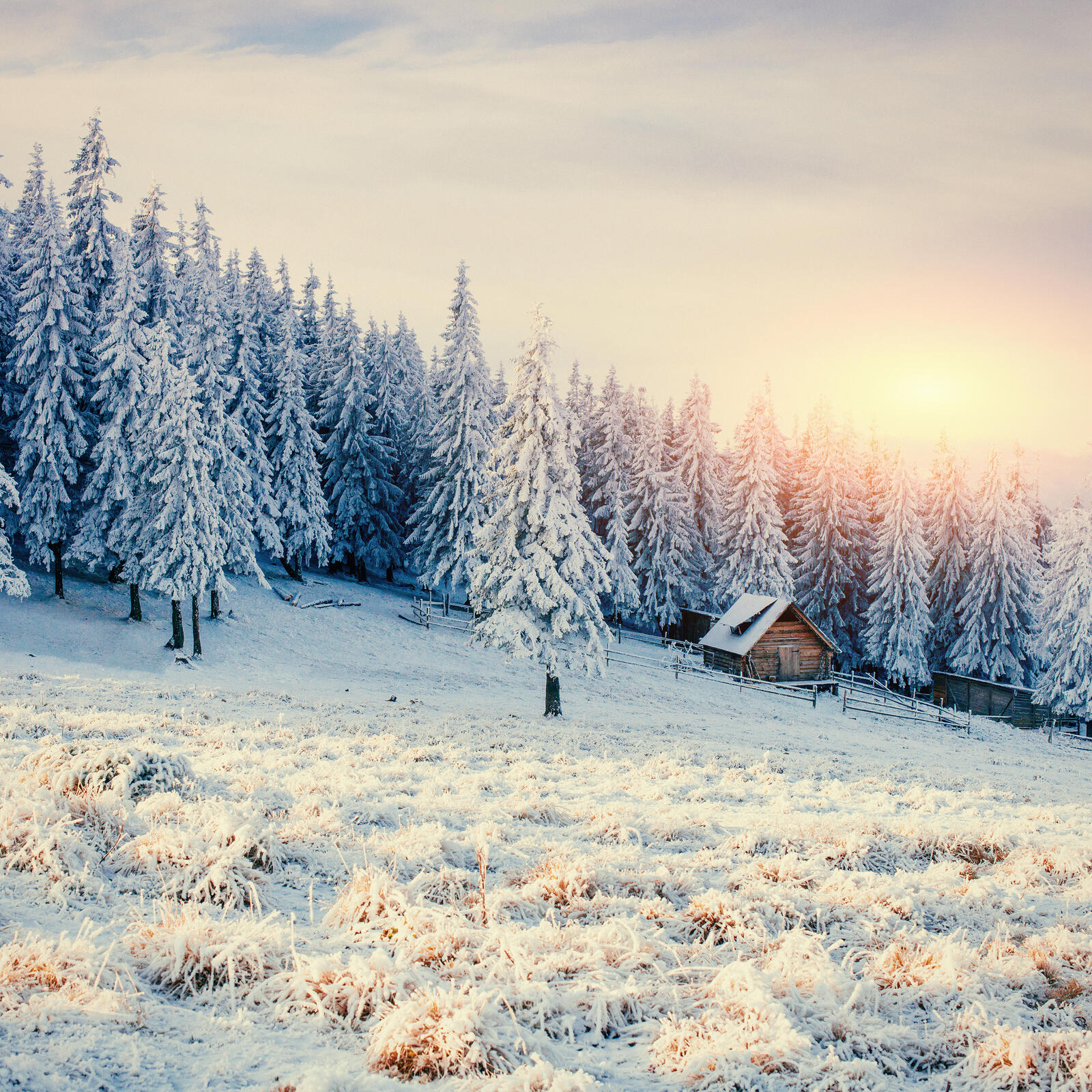 Wallpapers snow on christmas trees forest landscape on the desktop