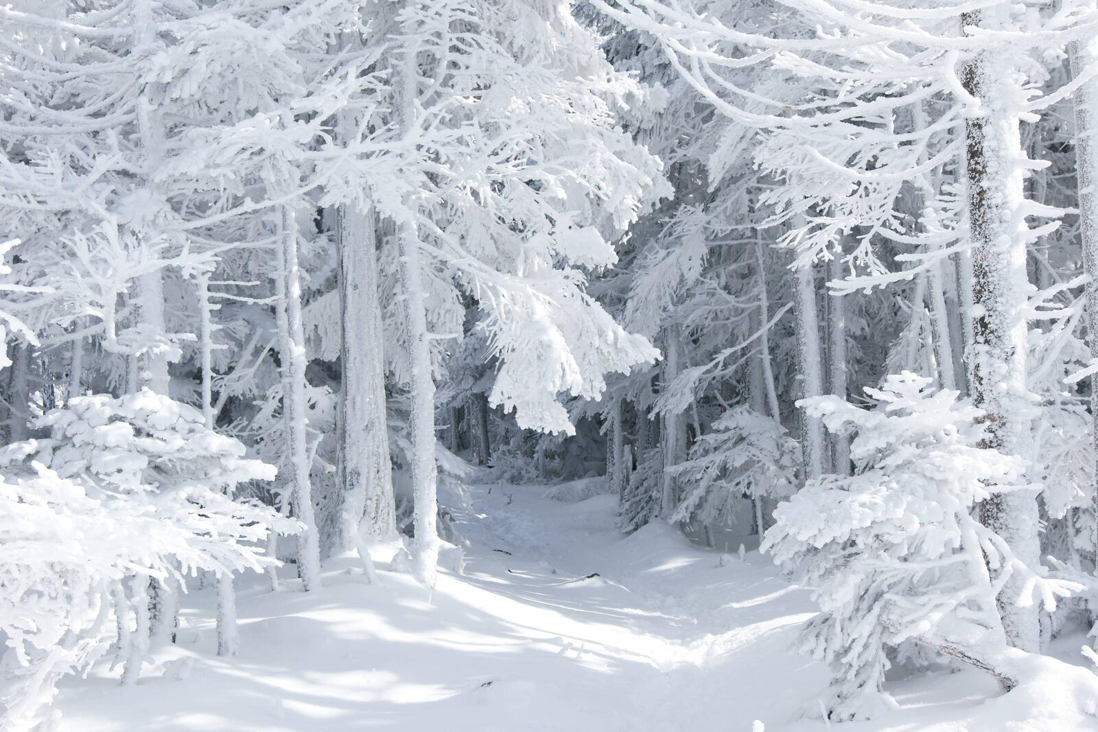 桌面上的壁纸冬日之路 林间小道 雪堆