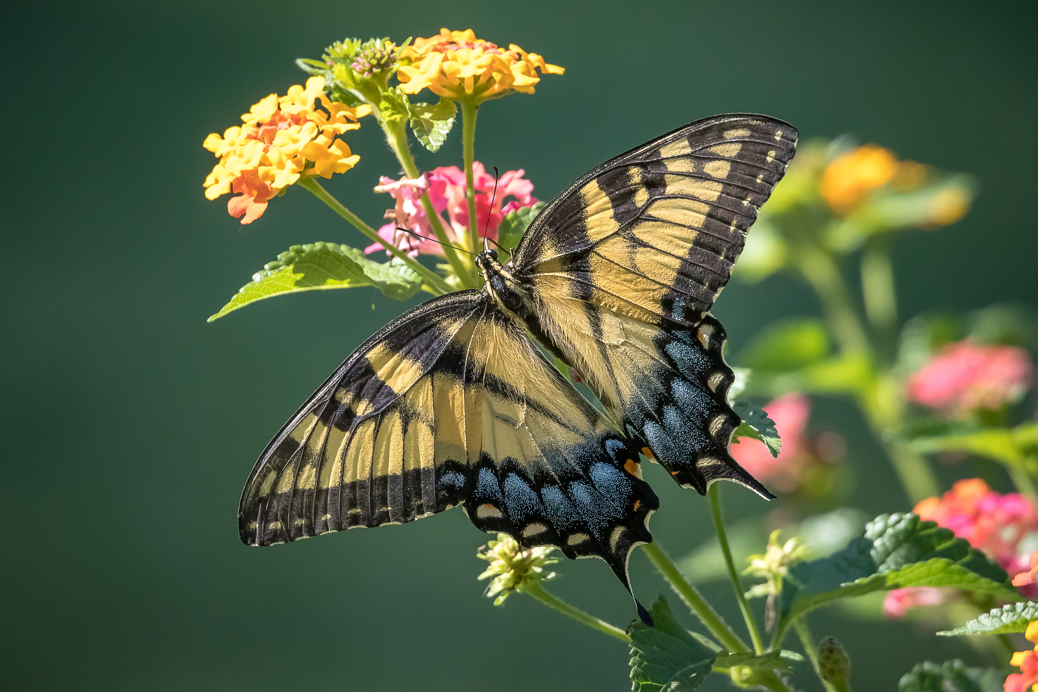Wallpapers insect wings butterfly on flower on the desktop