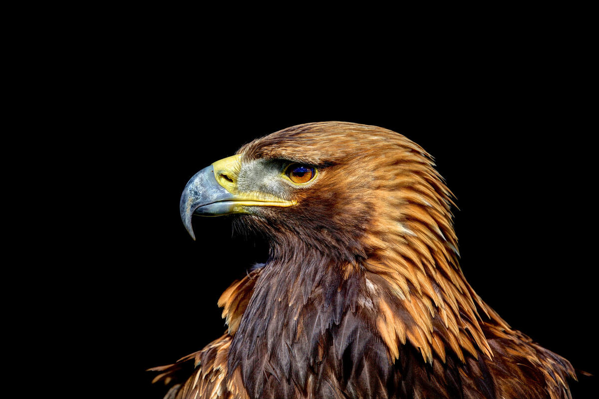 Photo of the eagle, a predator on the desktop