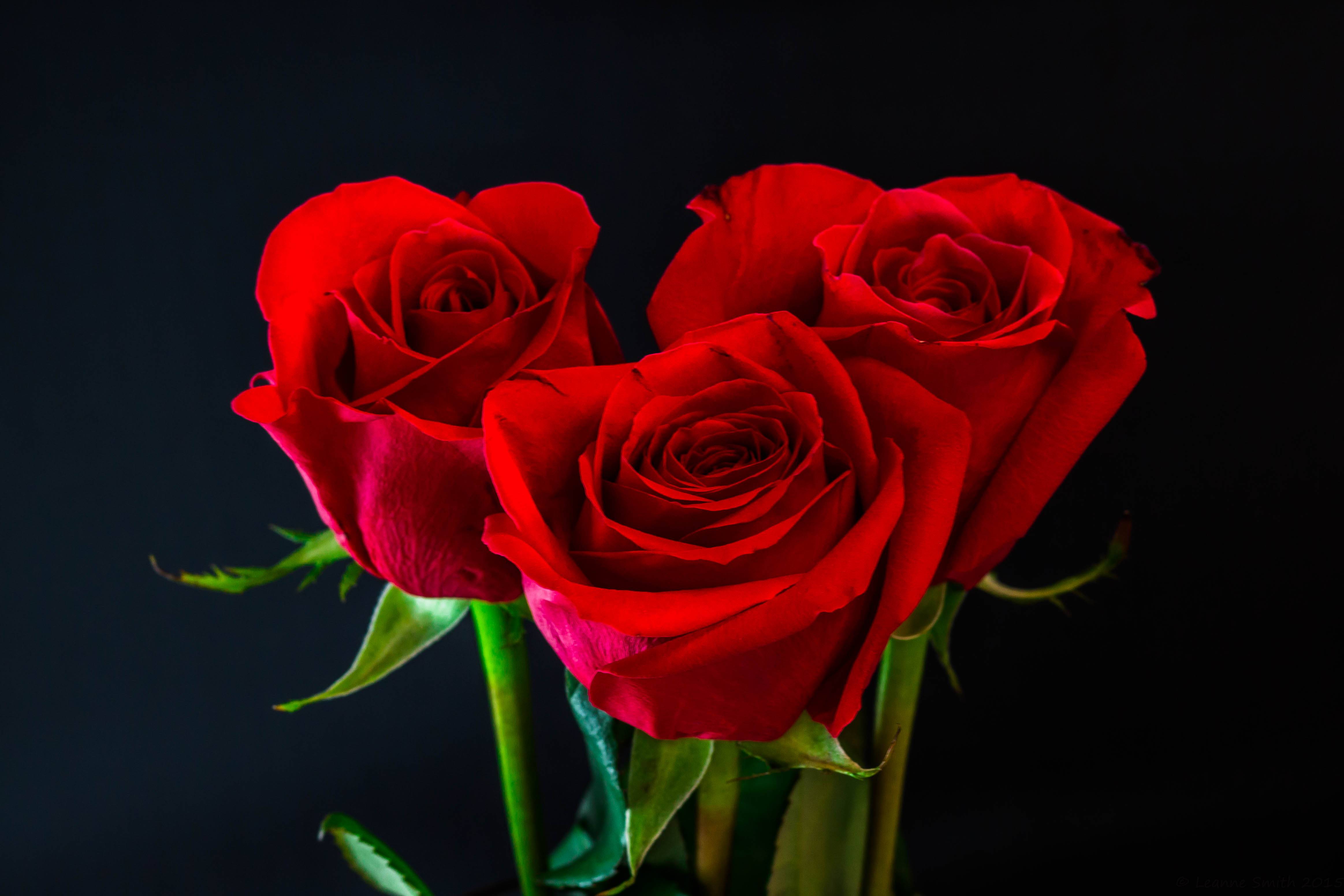 Фото бесплатно три розы, роза, красные розы