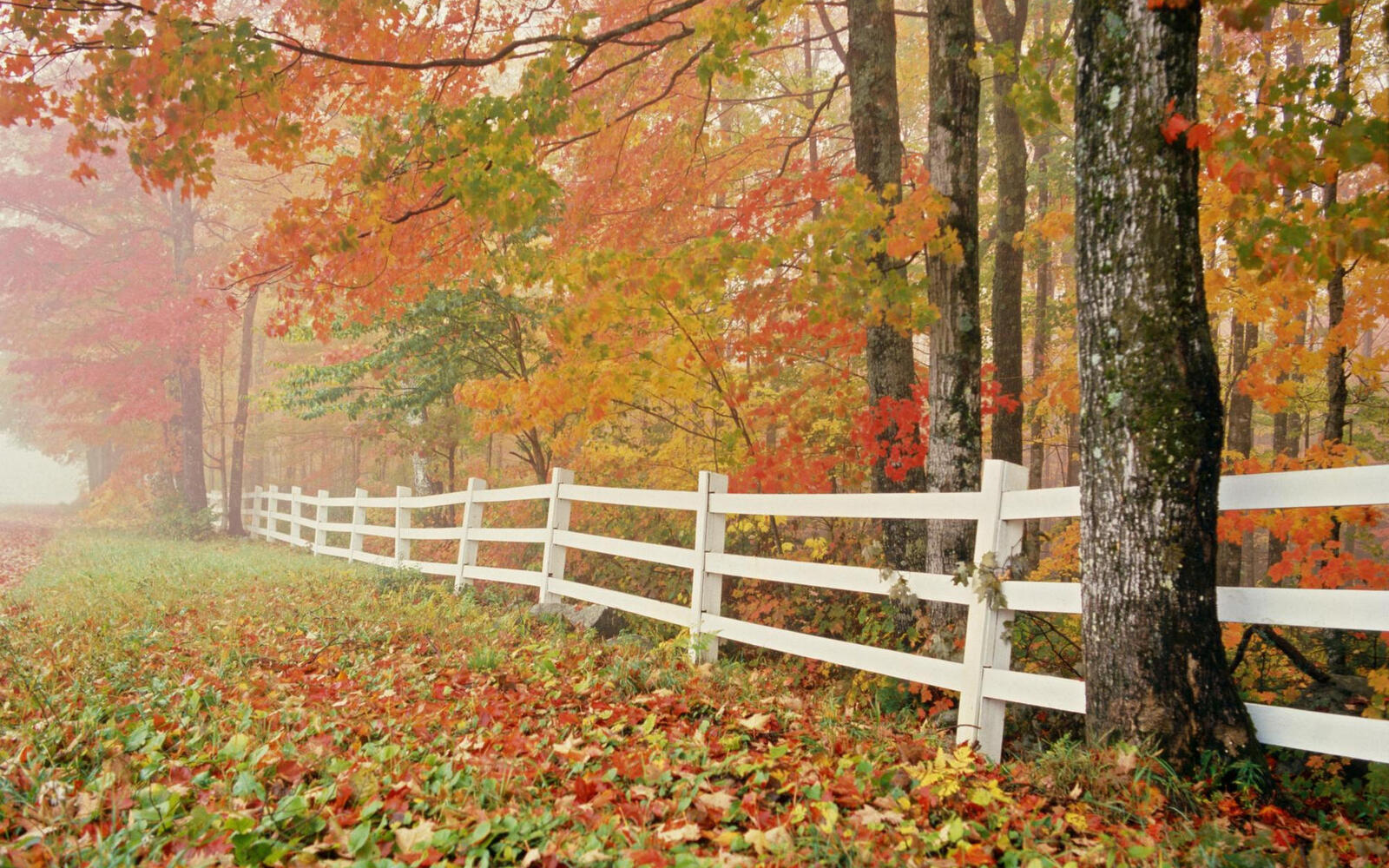 Wallpapers autumn trees fence on the desktop