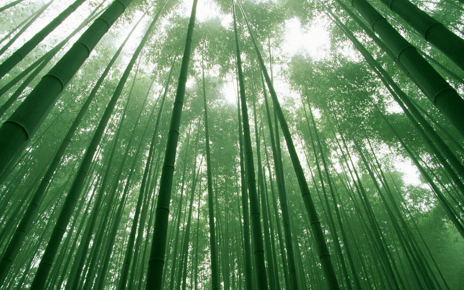 Обои лес трава бамбук на рабочий стол