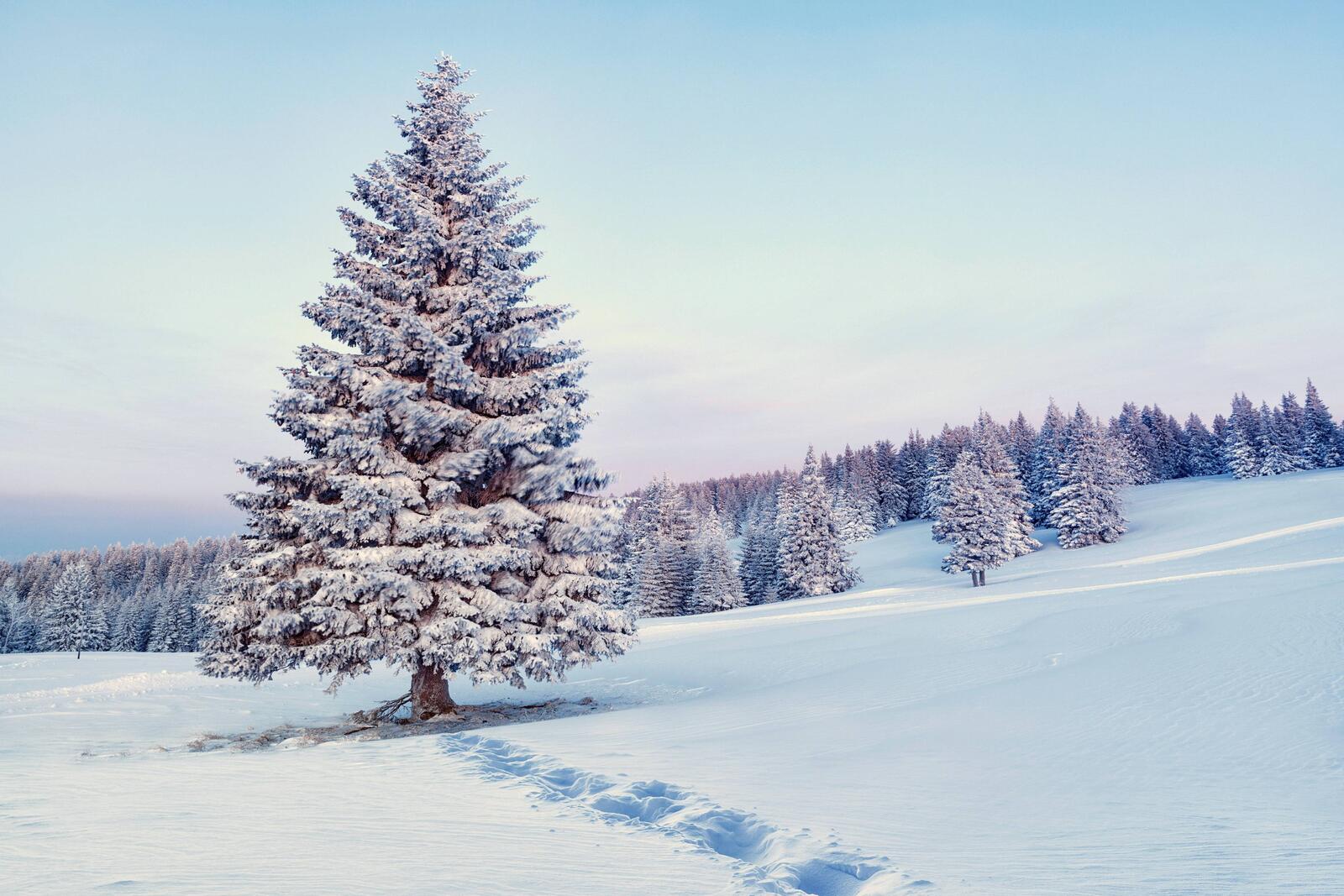 Wallpapers lone tree snow landscapes on the desktop