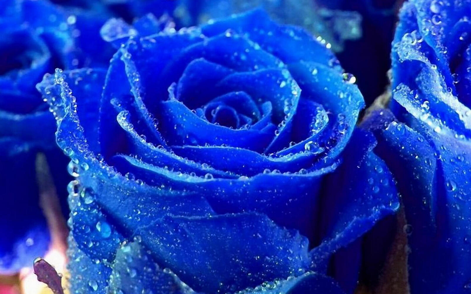 Wallpapers roses petals blue on the desktop