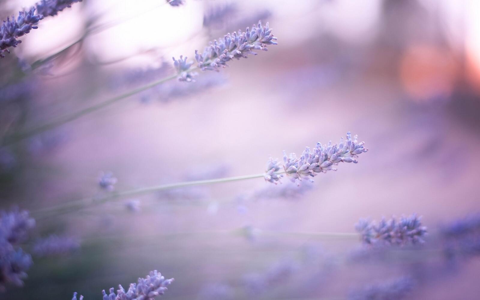 Wallpapers lavender lilac flowers on the desktop