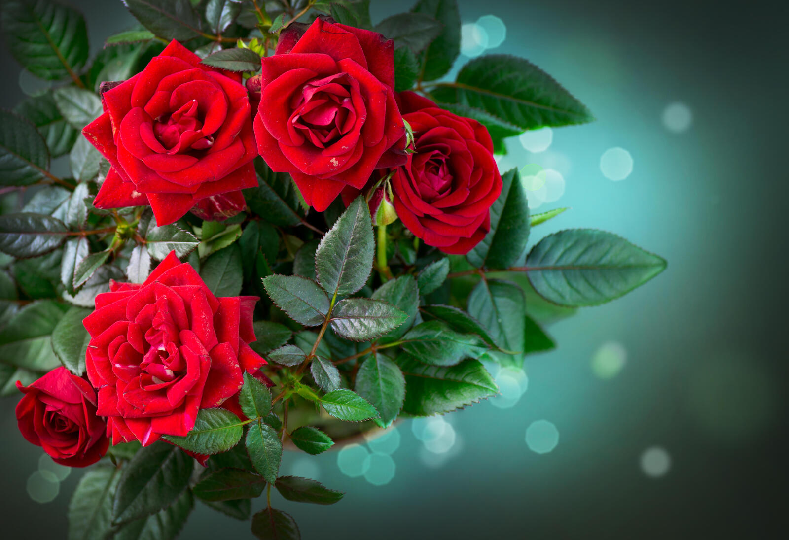 Обои розы букет флора на рабочий стол