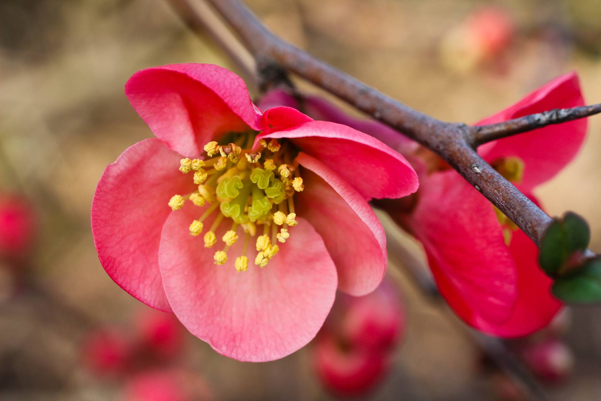 Обои красные цветы сакура цветы вишни на рабочий стол