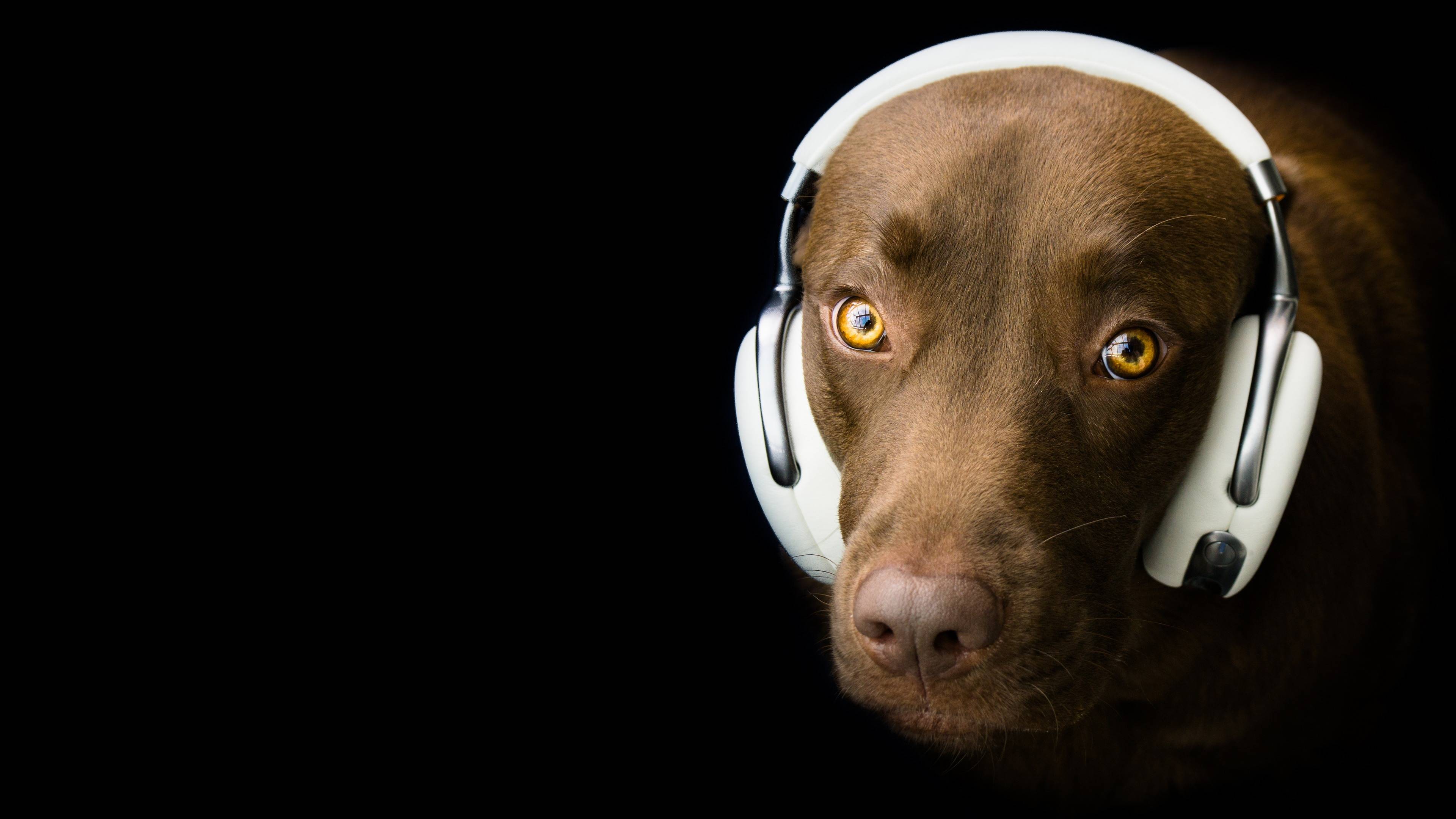 桌面上的壁纸狗 戴耳机的狗 音乐