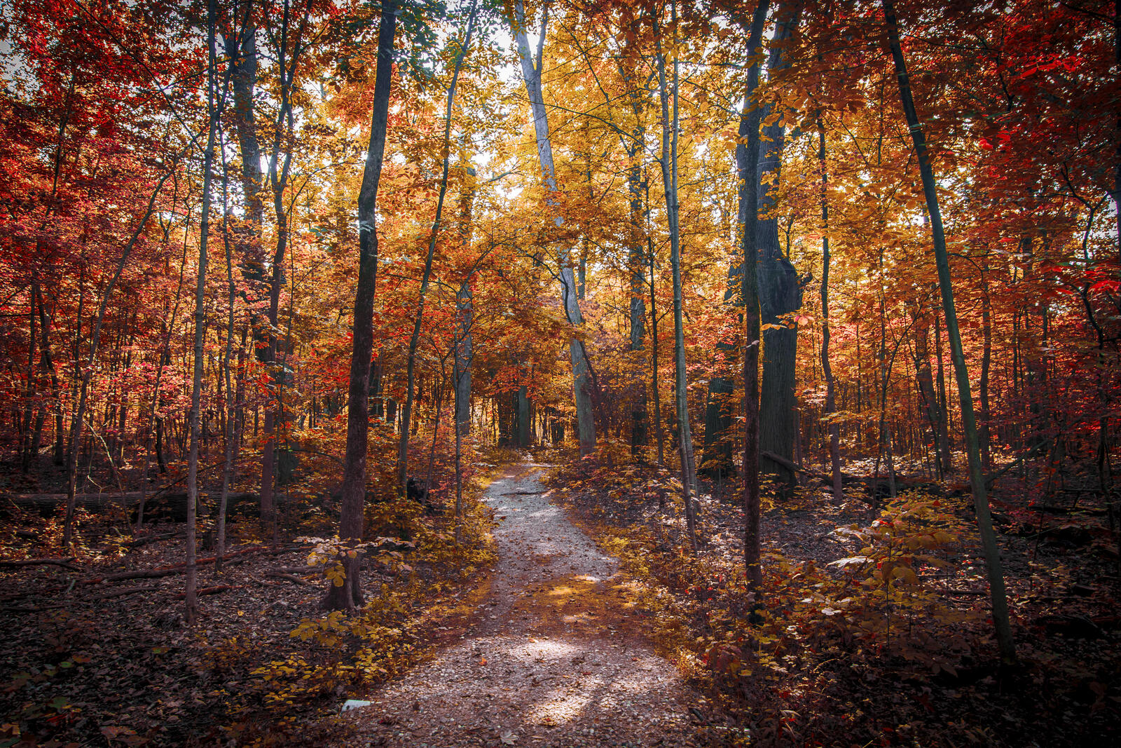 Wallpapers road through the forest fallen leaves landscape on the desktop