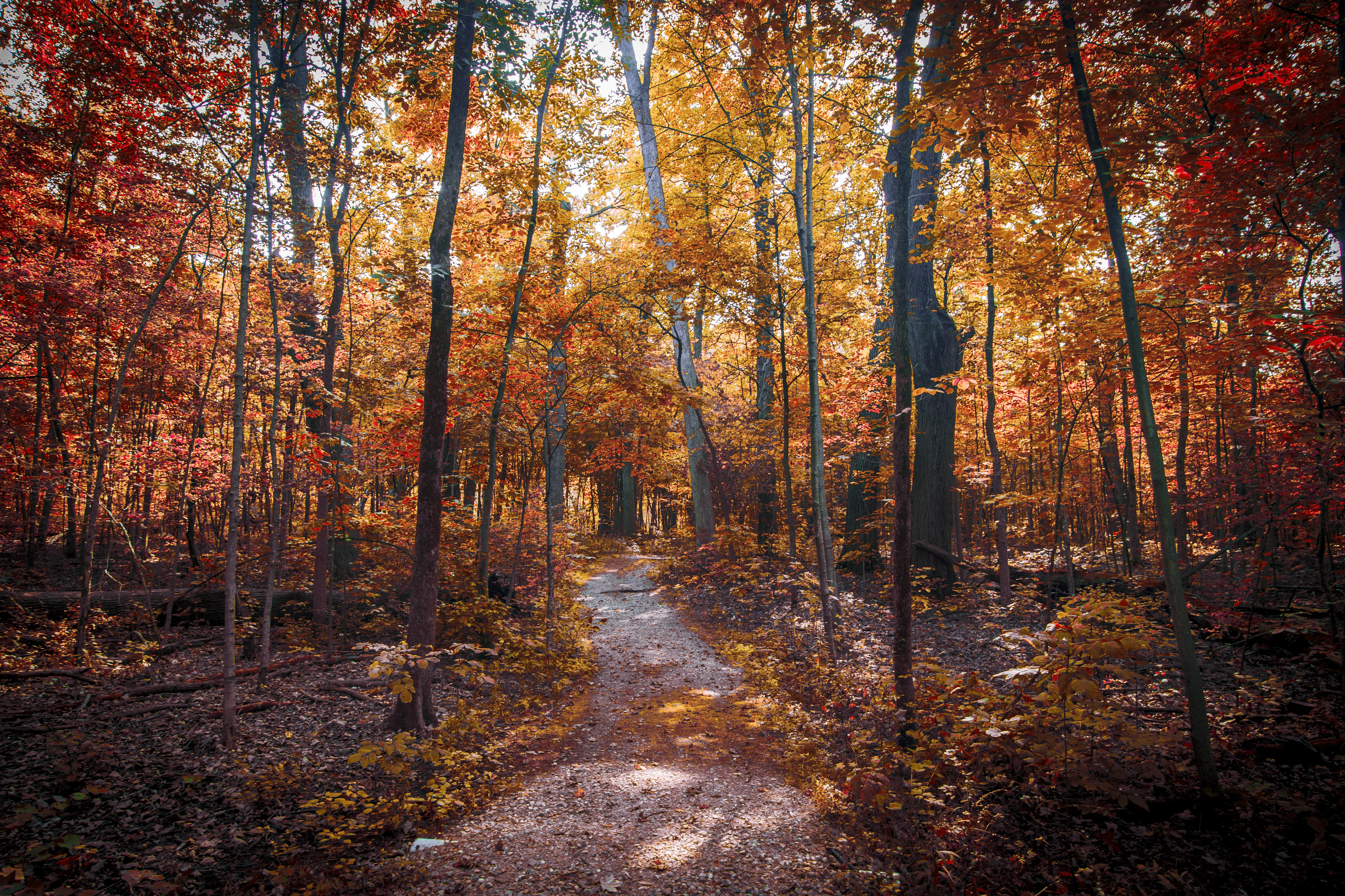 Обои дорога по лесу опавшие листья пейзаж на рабочий стол