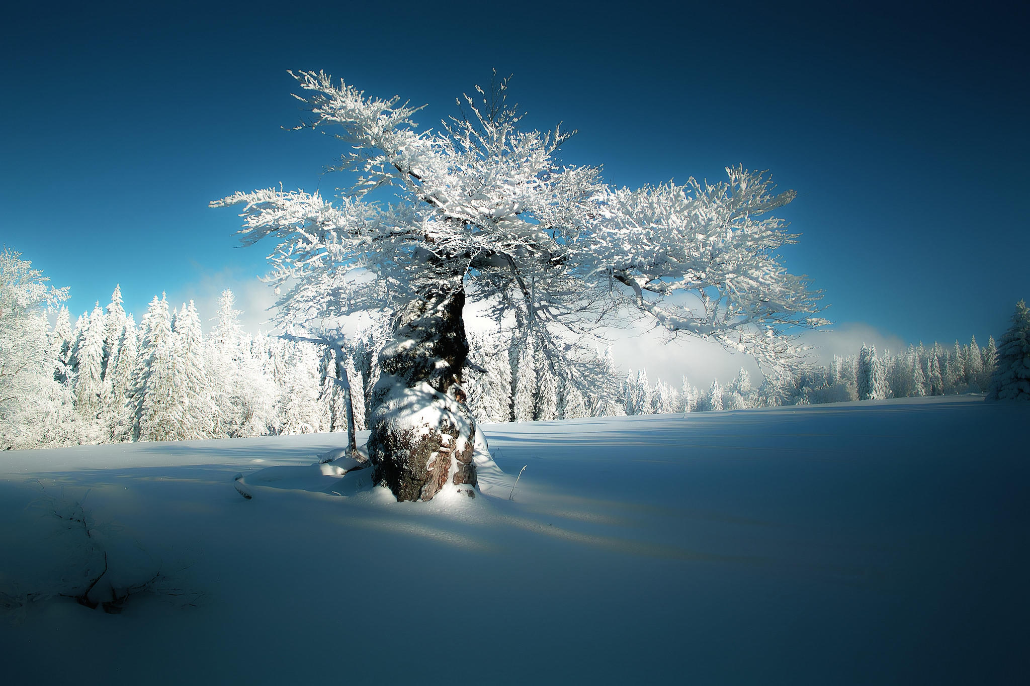 Фото бесплатно снег на ветках, зима, снег
