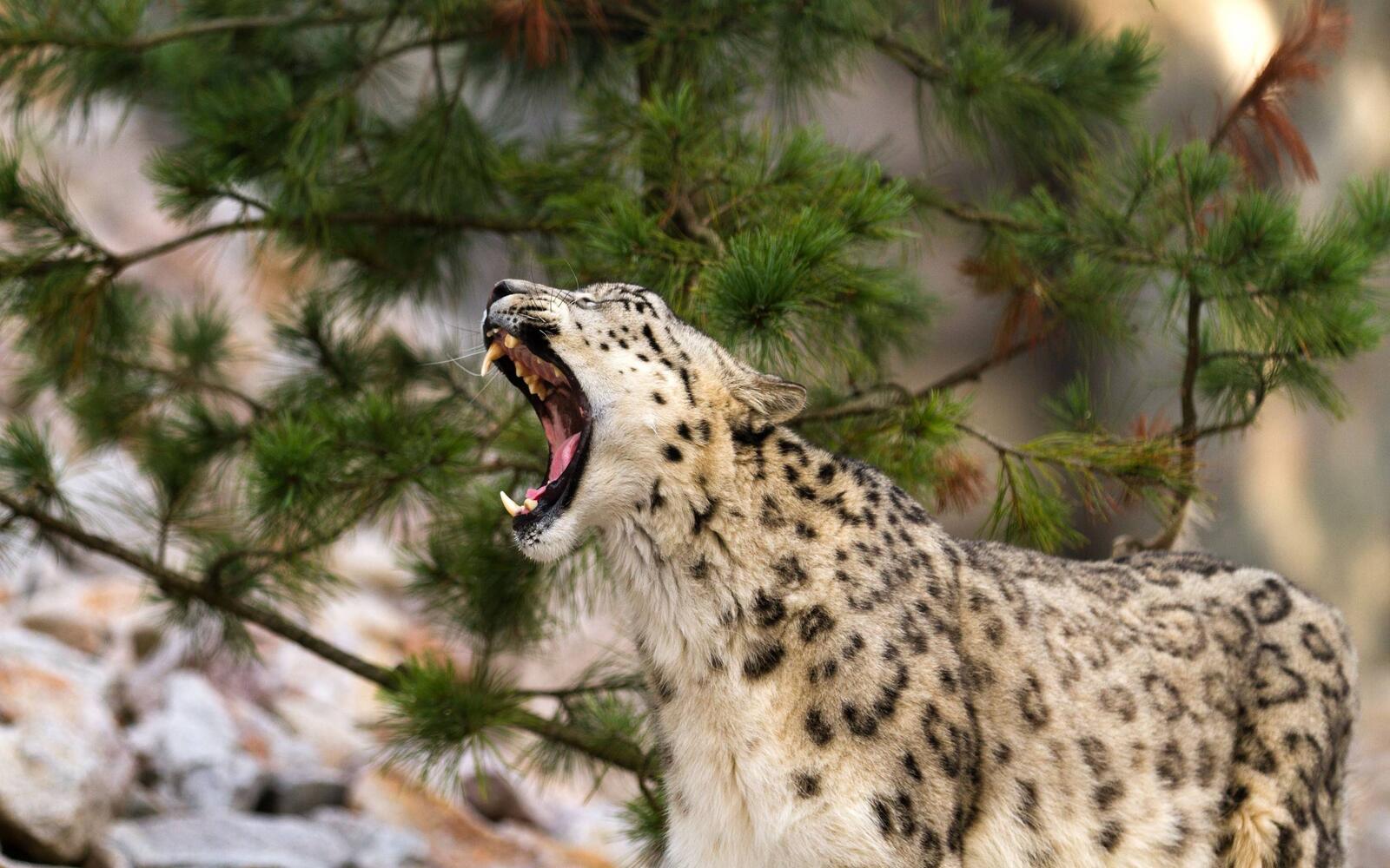 Wallpapers sleepy snow leopard cats on the desktop