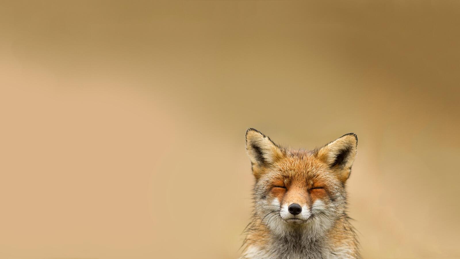 Wallpapers fox red wool on the desktop