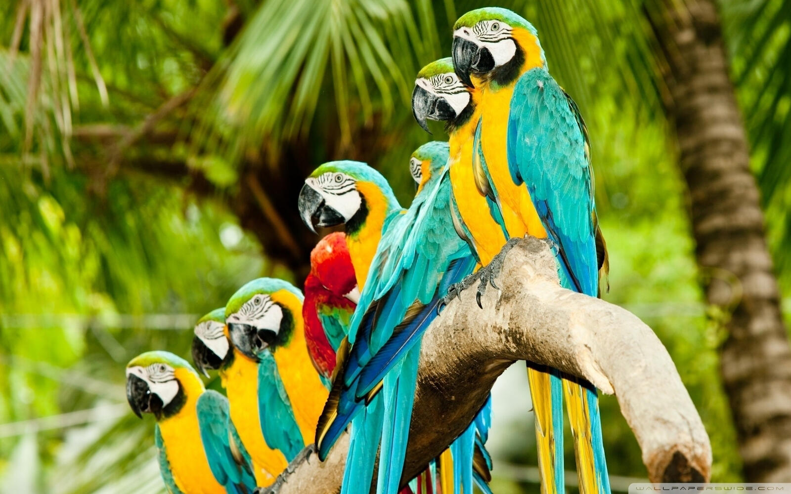 Wallpapers parrots ara colored on the desktop