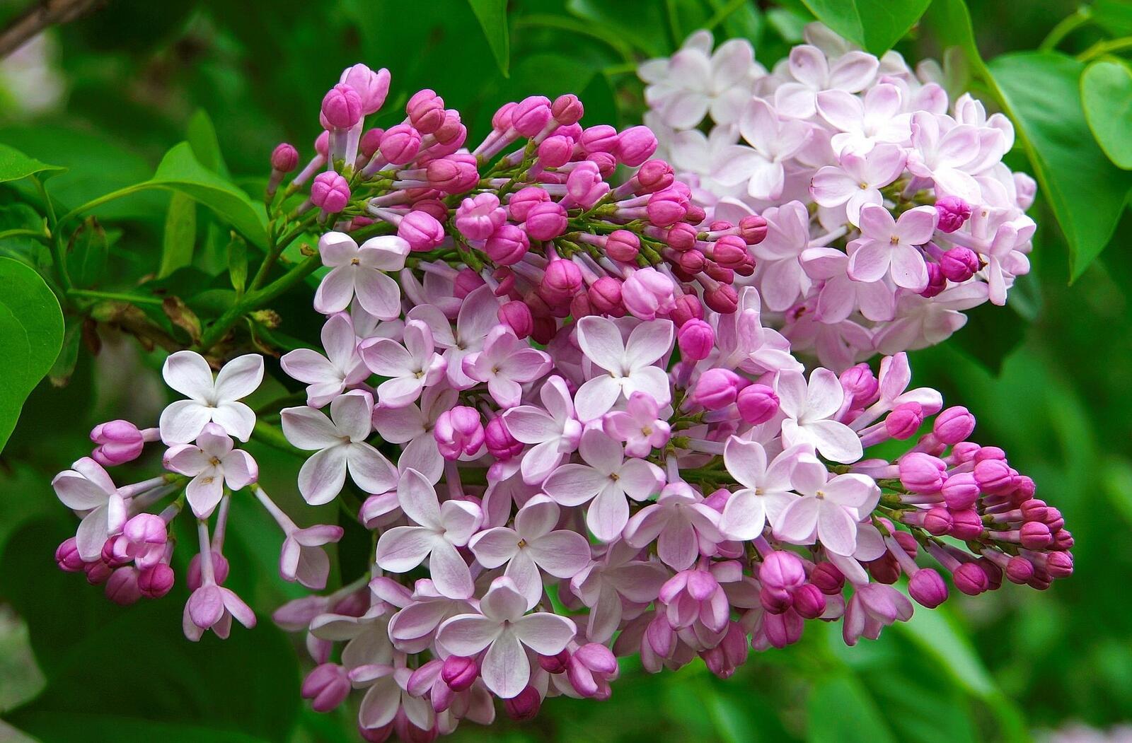 Wallpapers Lilac Flowers Spring on the desktop
