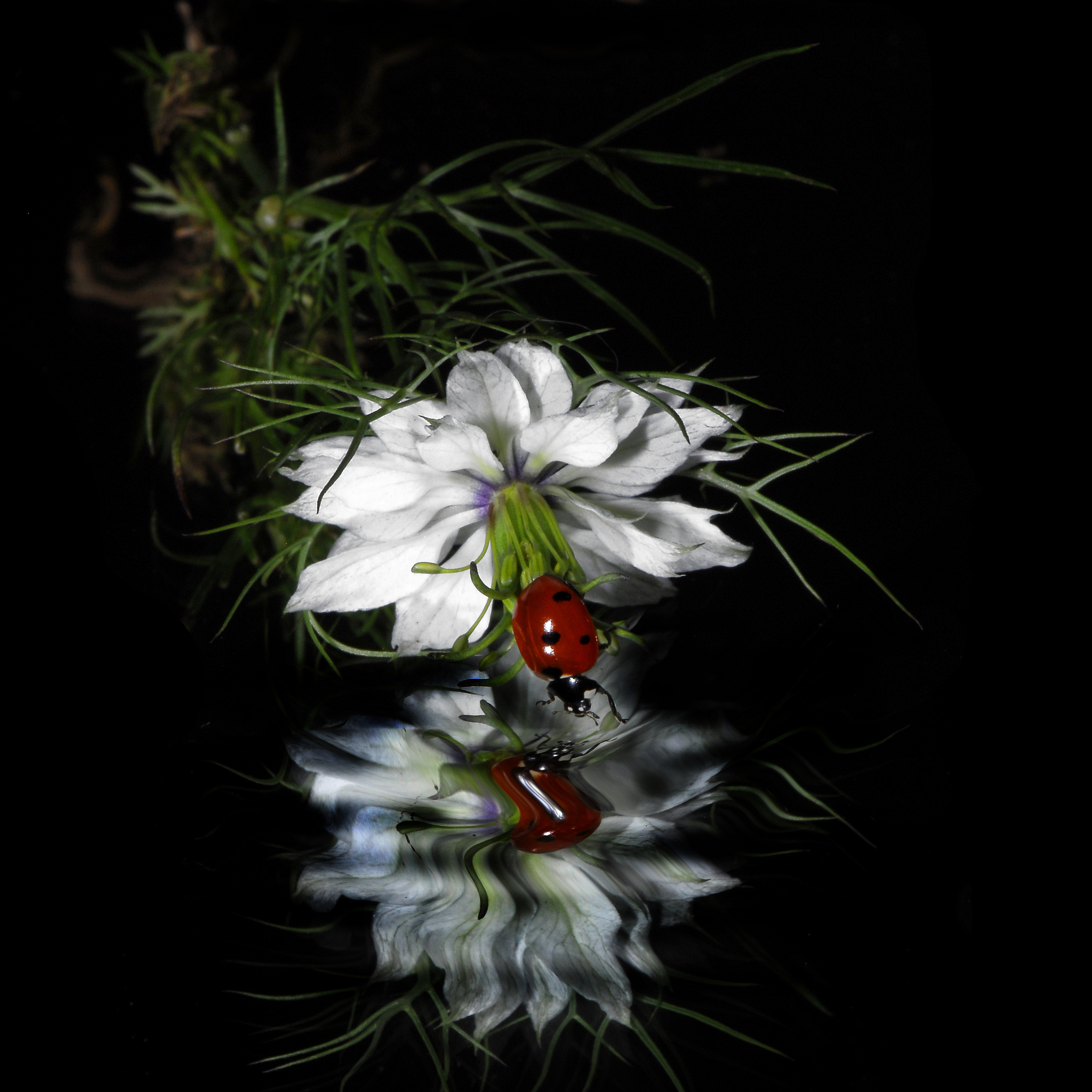 Wallpapers ladybug flower reflection on the desktop