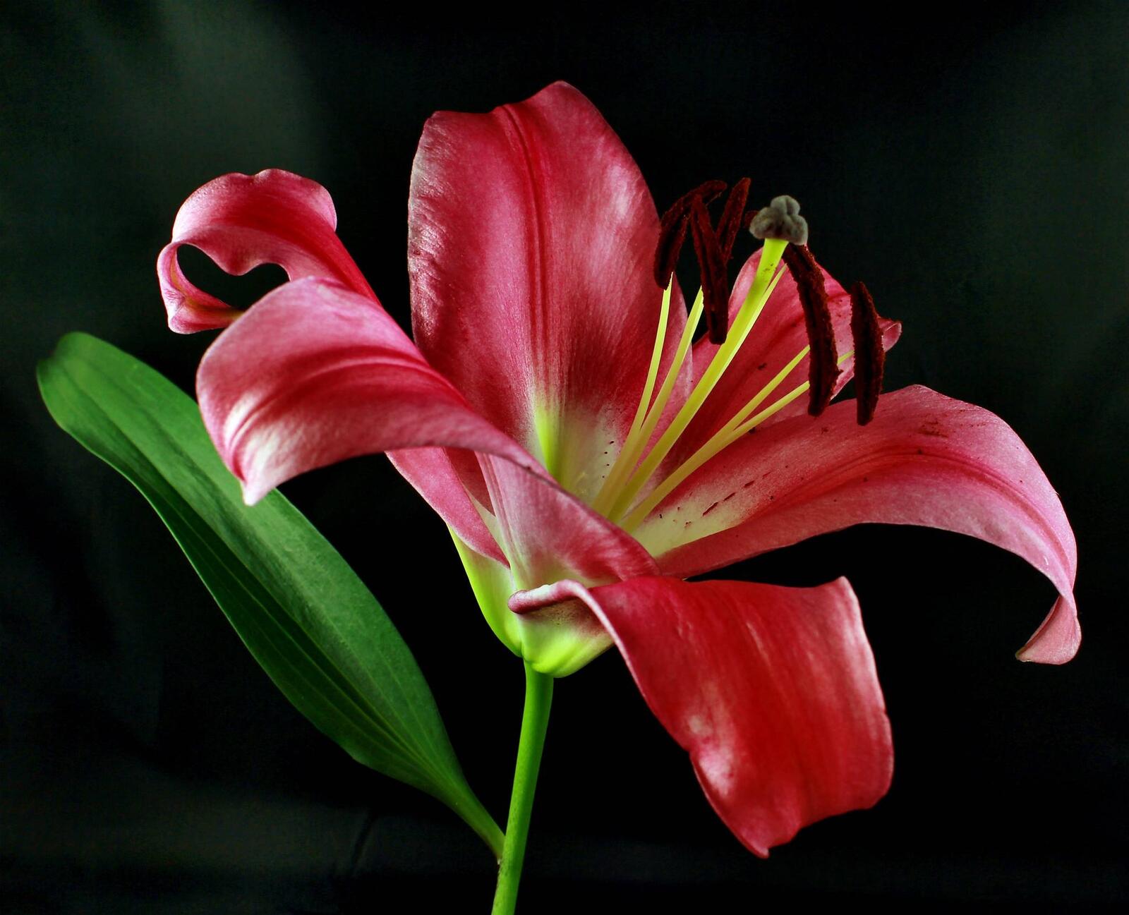 Обои лилии цветы красный цветок на рабочий стол